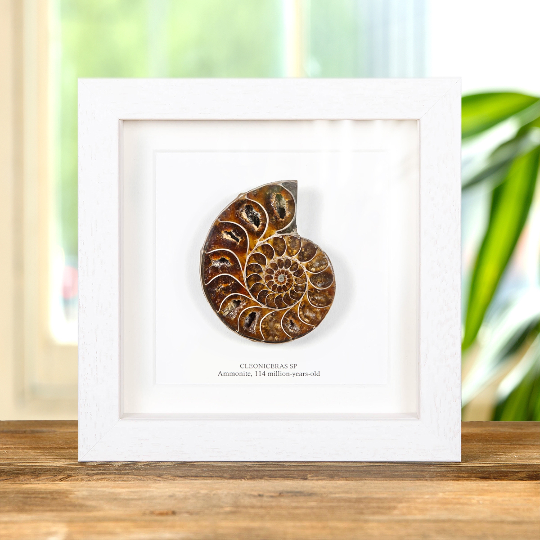 Minibeast Cut & Polished Ammonite Fossil In Box Frame (Cleoniceras sp)
