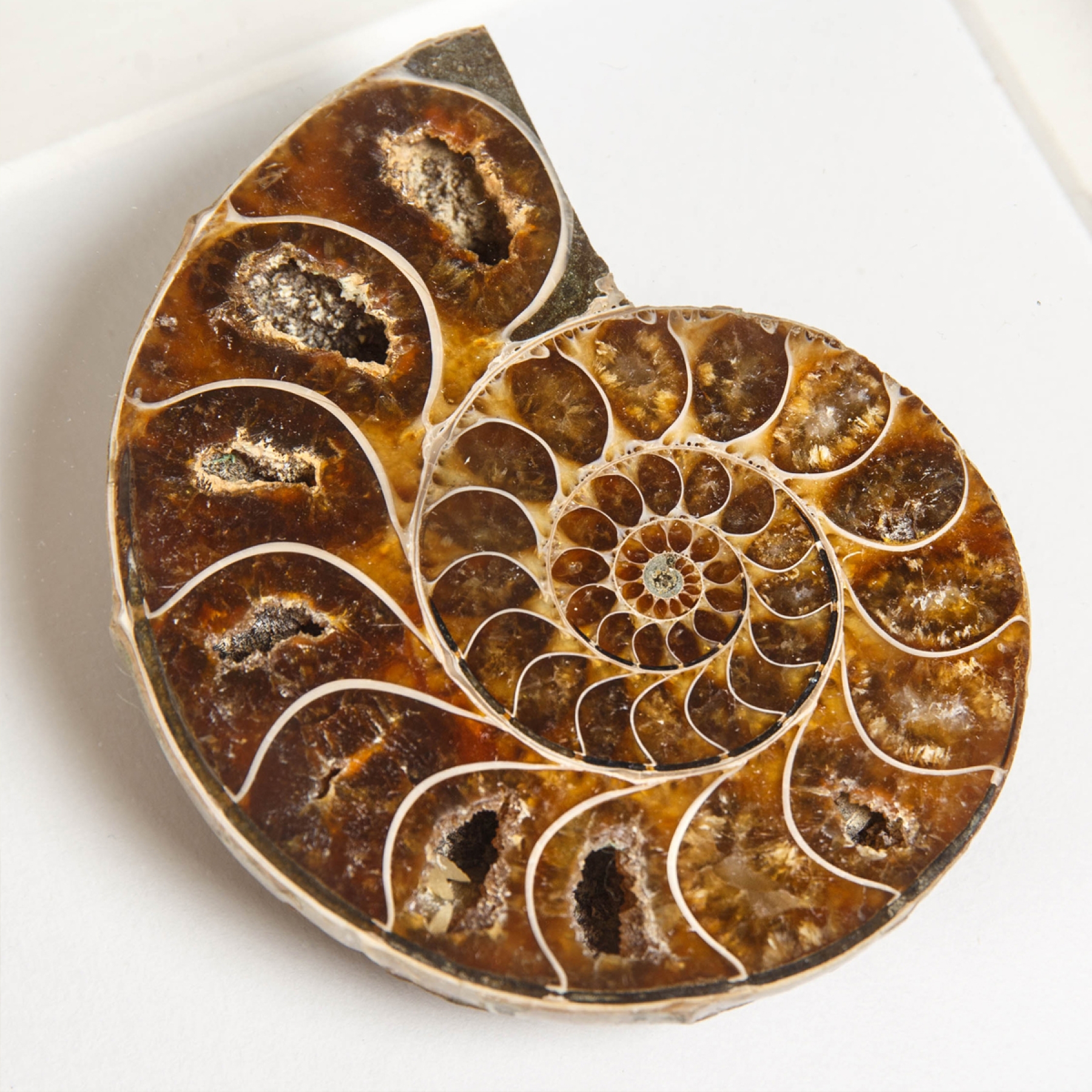 Minibeast Cut & Polished Ammonite Fossil In Box Frame (Cleoniceras sp)