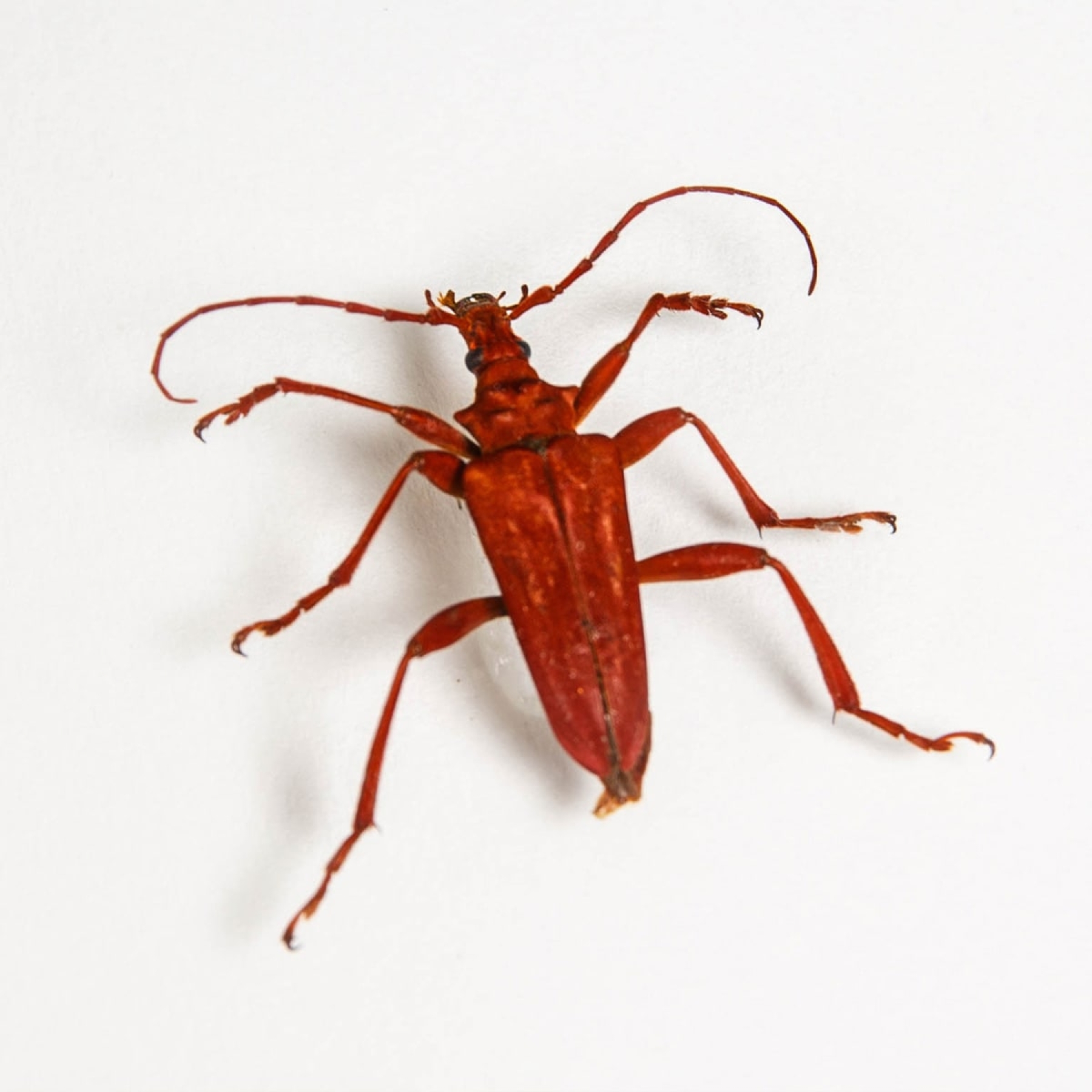 Red Longhorn Beetle In Box Frame (Mastododera coccinea)