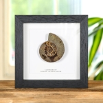 Minibeast Cut & Polished Ammonite Fossil In Box Frame (Cleoniceras sp)
