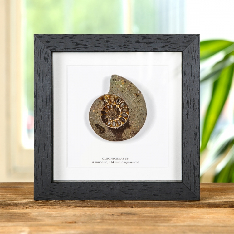 Cut & Polished Ammonite Fossil In Box Frame (Cleoniceras sp)