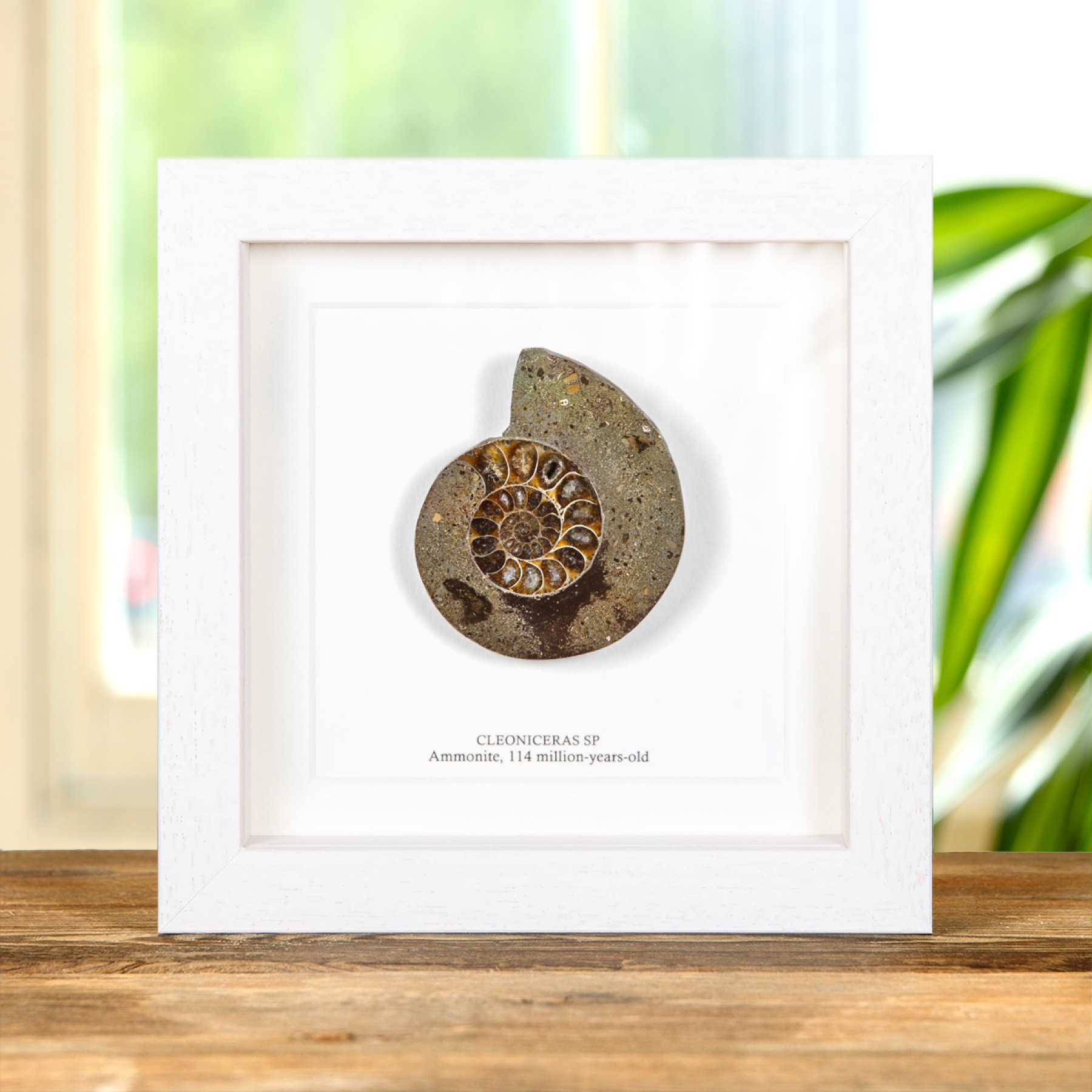 Cut & Polished Ammonite Fossil In Box Frame (Cleoniceras sp) Cut & Polished Ammonite Fossil In Box Frame (Cleoniceras sp)