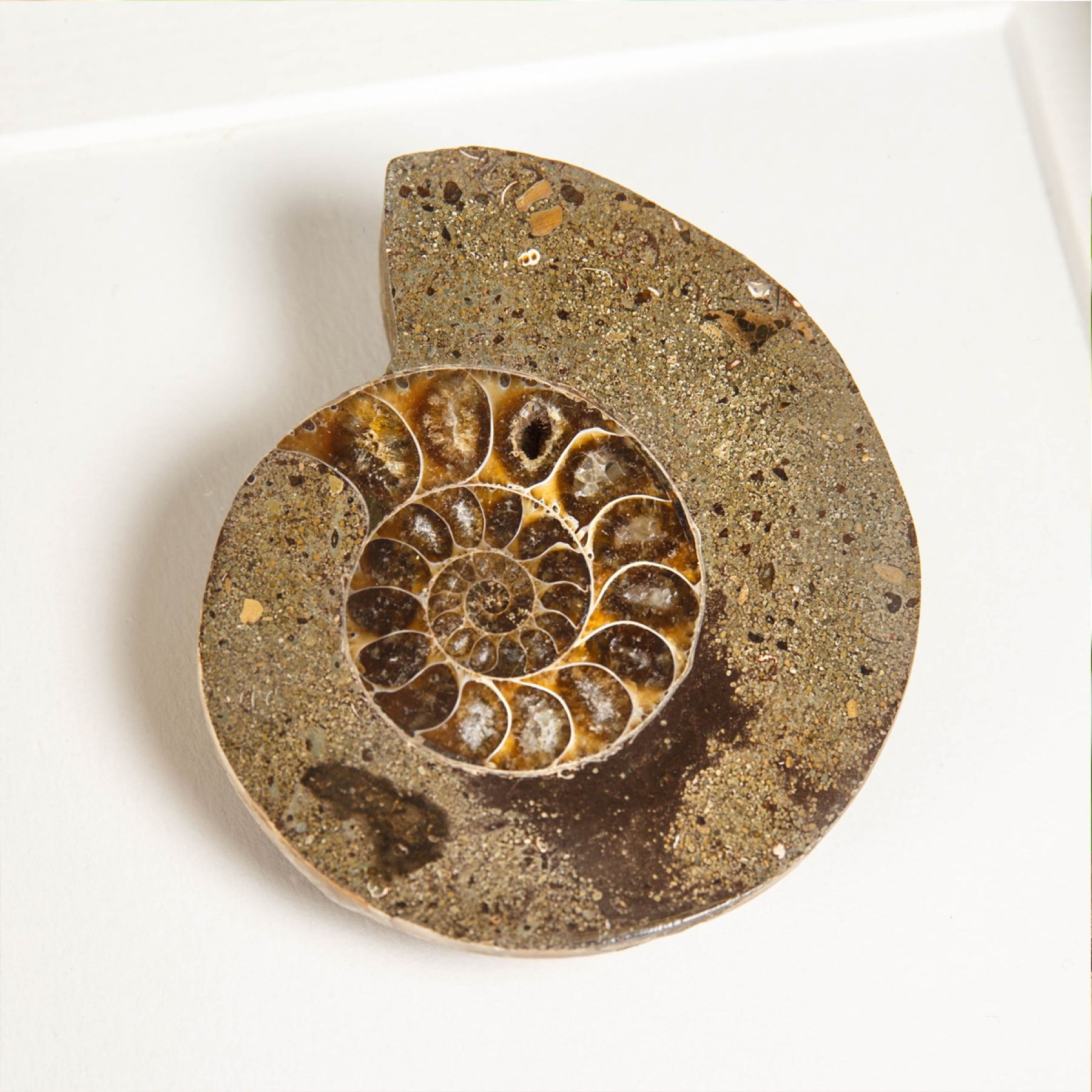 Cut & Polished Ammonite Fossil In Box Frame (Cleoniceras sp) Cut & Polished Ammonite Fossil In Box Frame (Cleoniceras sp)