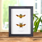 Minibeast African Flower Beetle In Box Frame (Eudicella euthalia oweni)