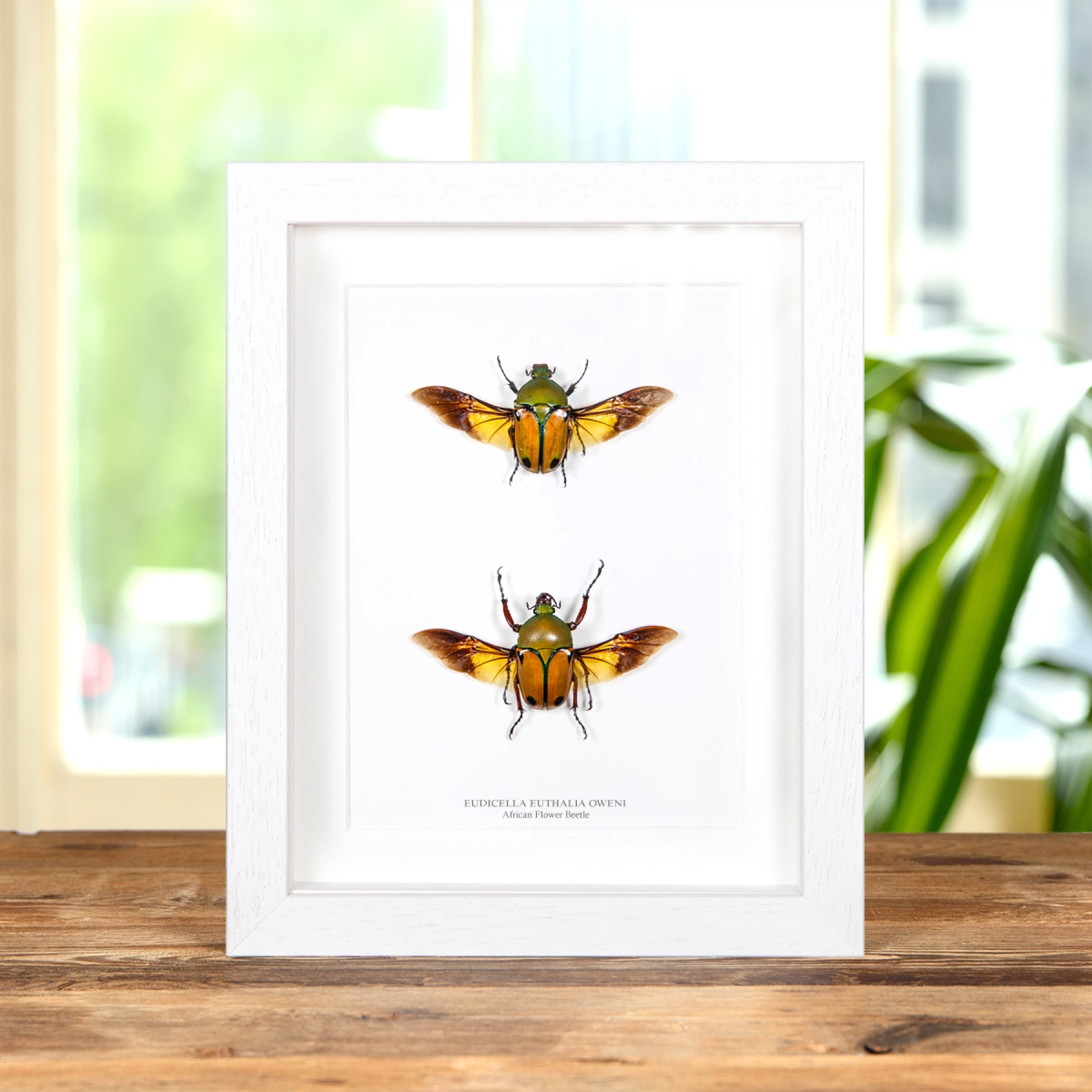 African Flower Beetle In Box Frame (Eudicella euthalia oweni)