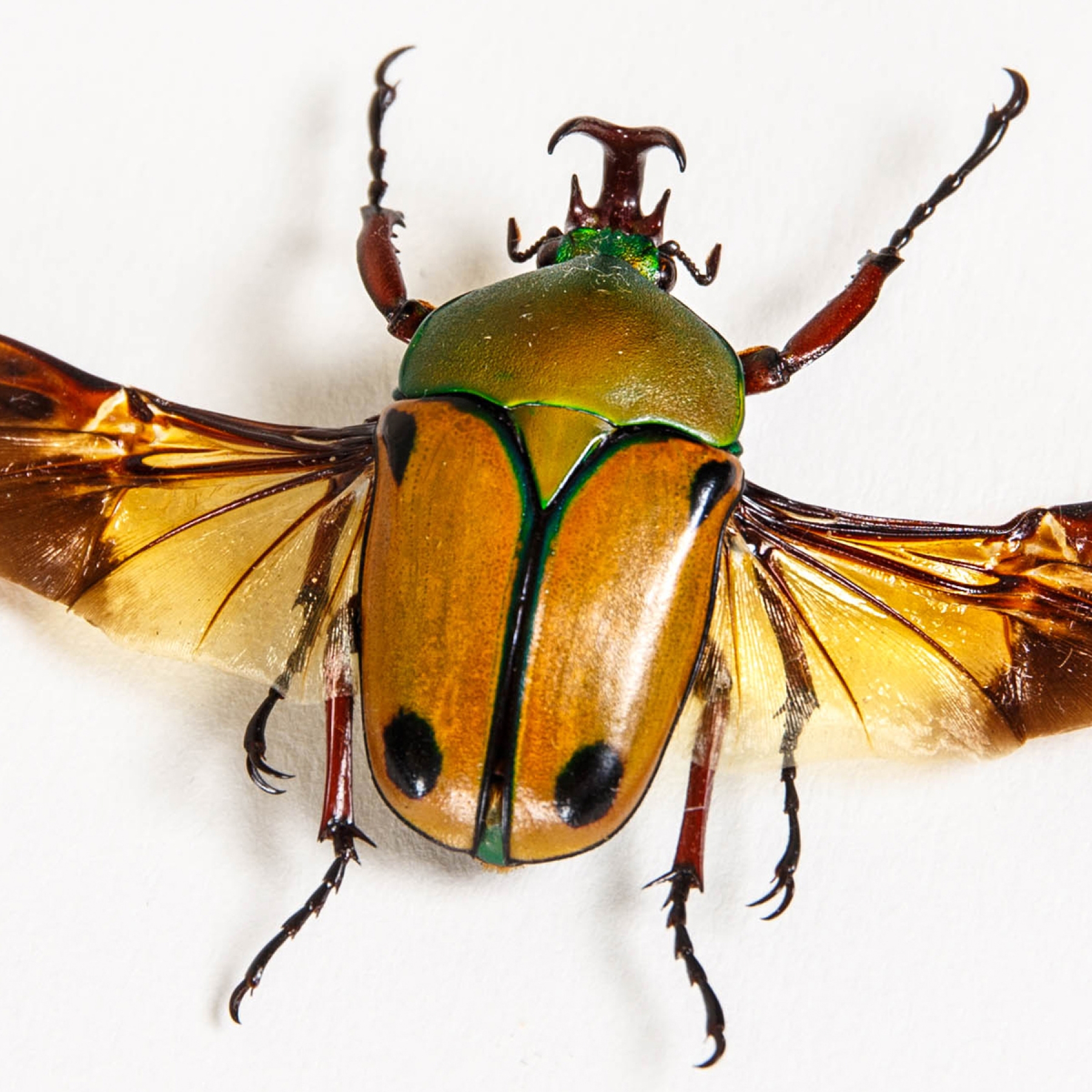 African Flower Beetle In Box Frame (Eudicella euthalia oweni)