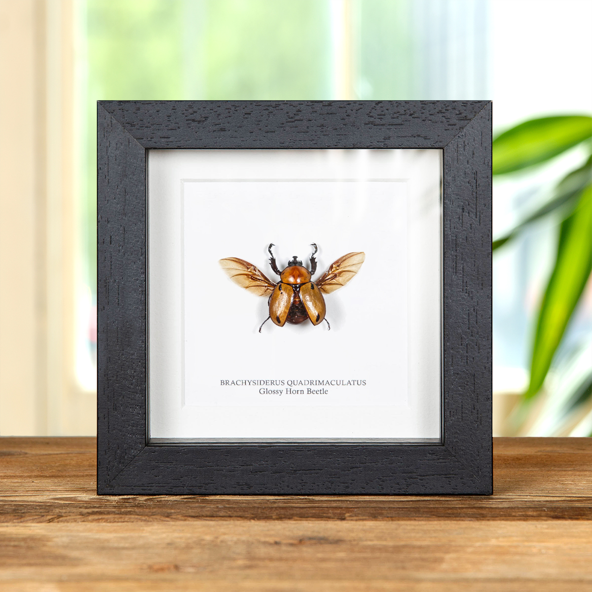 Minibeast Glossy Horn Beetle In Box Frame (Brachysiderus quadrimaculatus)