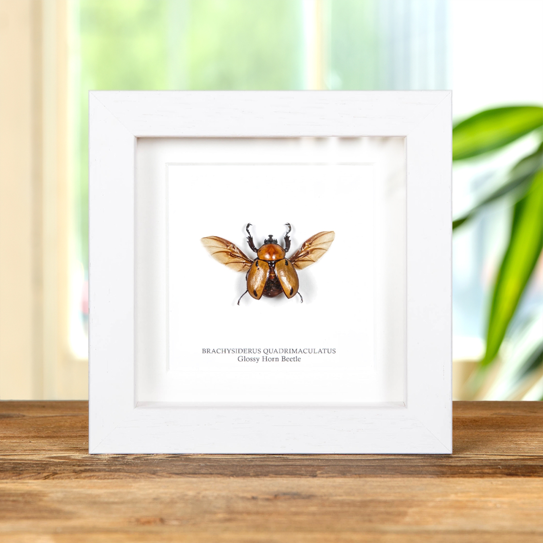 Glossy Horn Beetle In Box Frame (Brachysiderus quadrimaculatus)