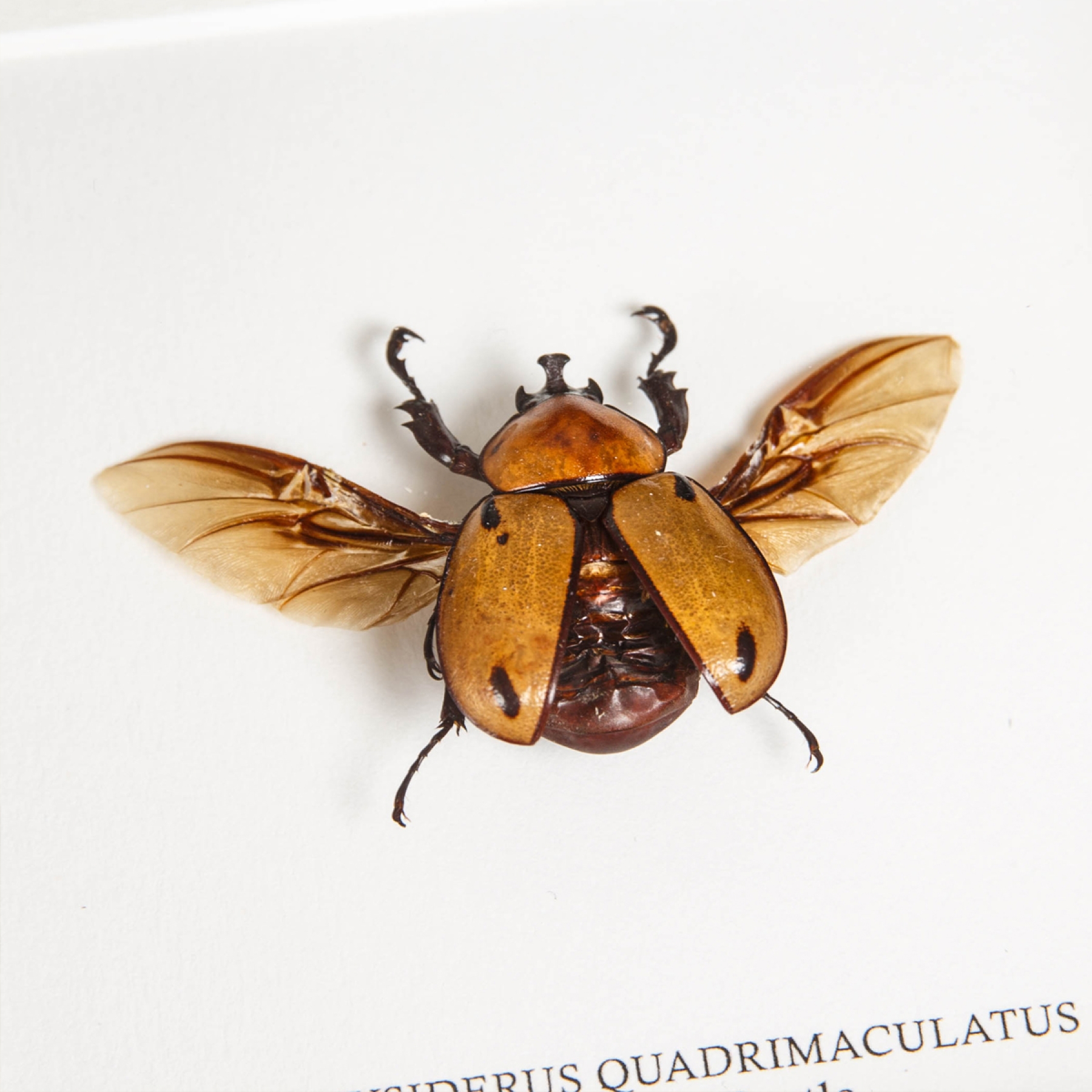 Glossy Horn Beetle In Box Frame (Brachysiderus quadrimaculatus)