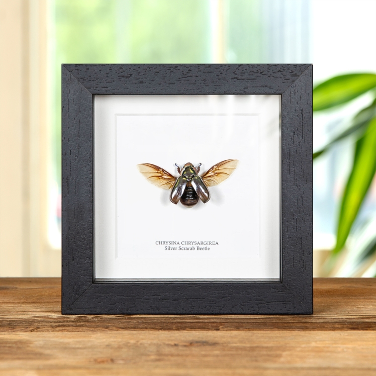 Silver Scarab Beetle In Box Frame (Chrysina chrysargirea)