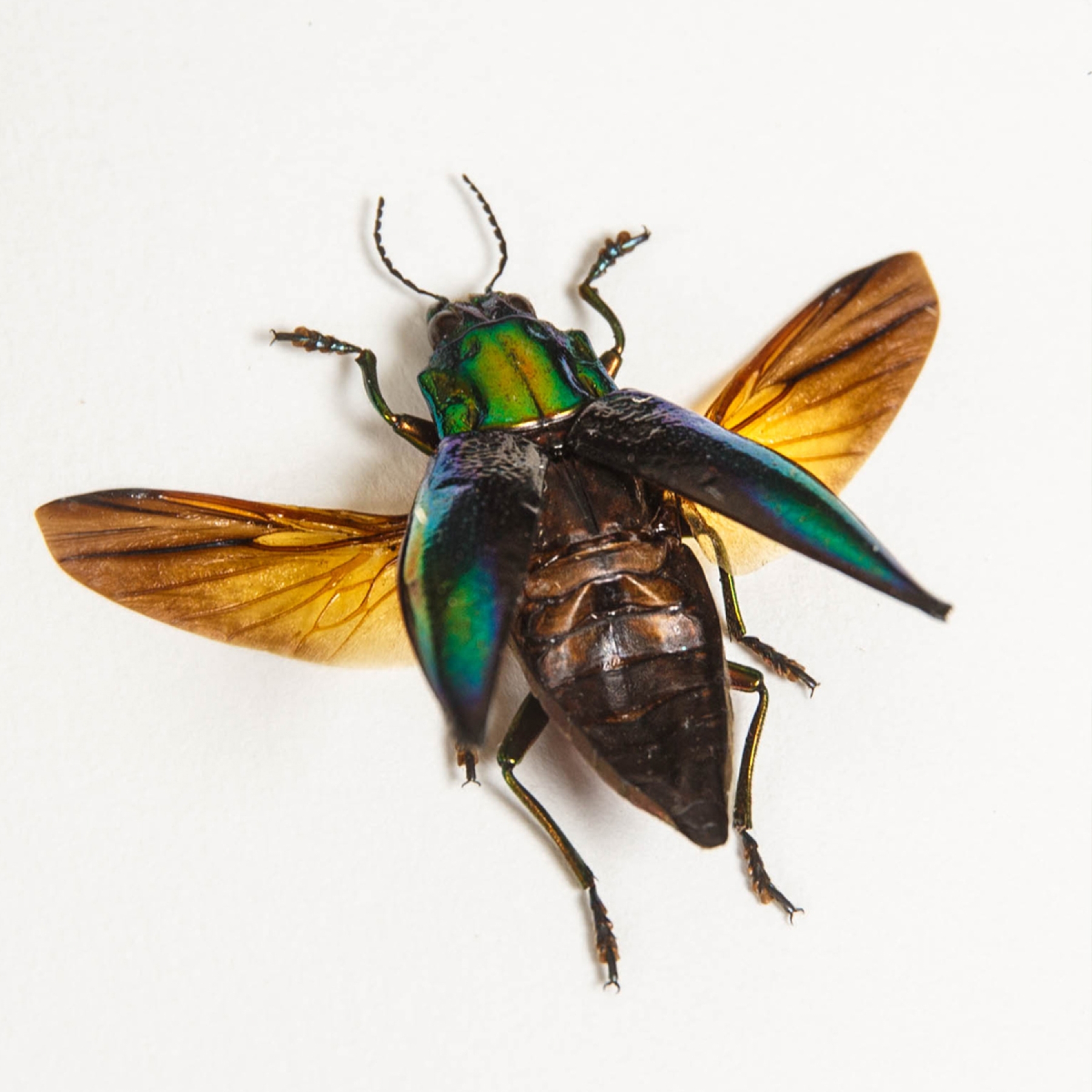 Jewel Beetle In Box Frame (Cyphogastra calepyga)