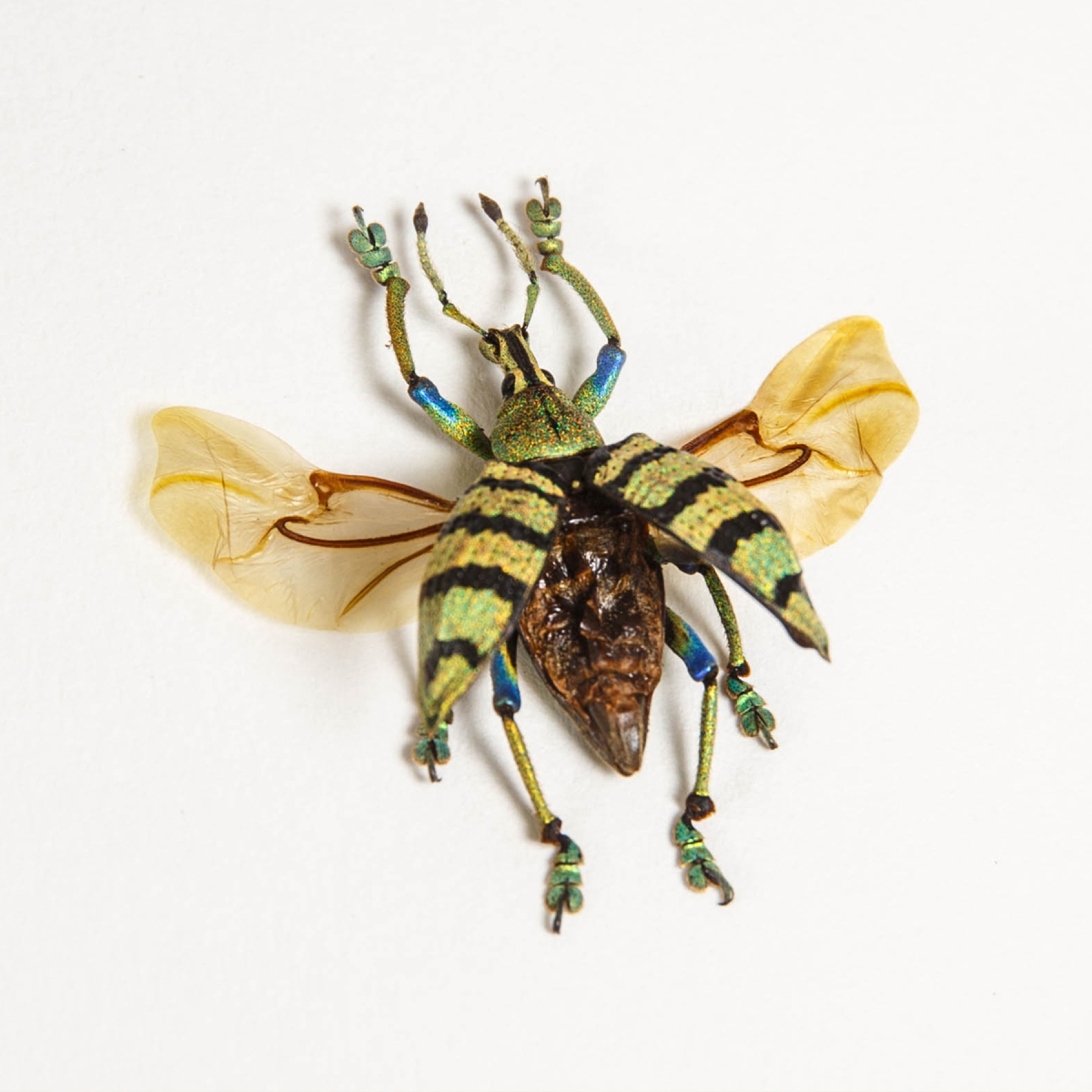 Minibeast Blue Weevil Beetle In Box Frame (Eupholus schoenherrii)