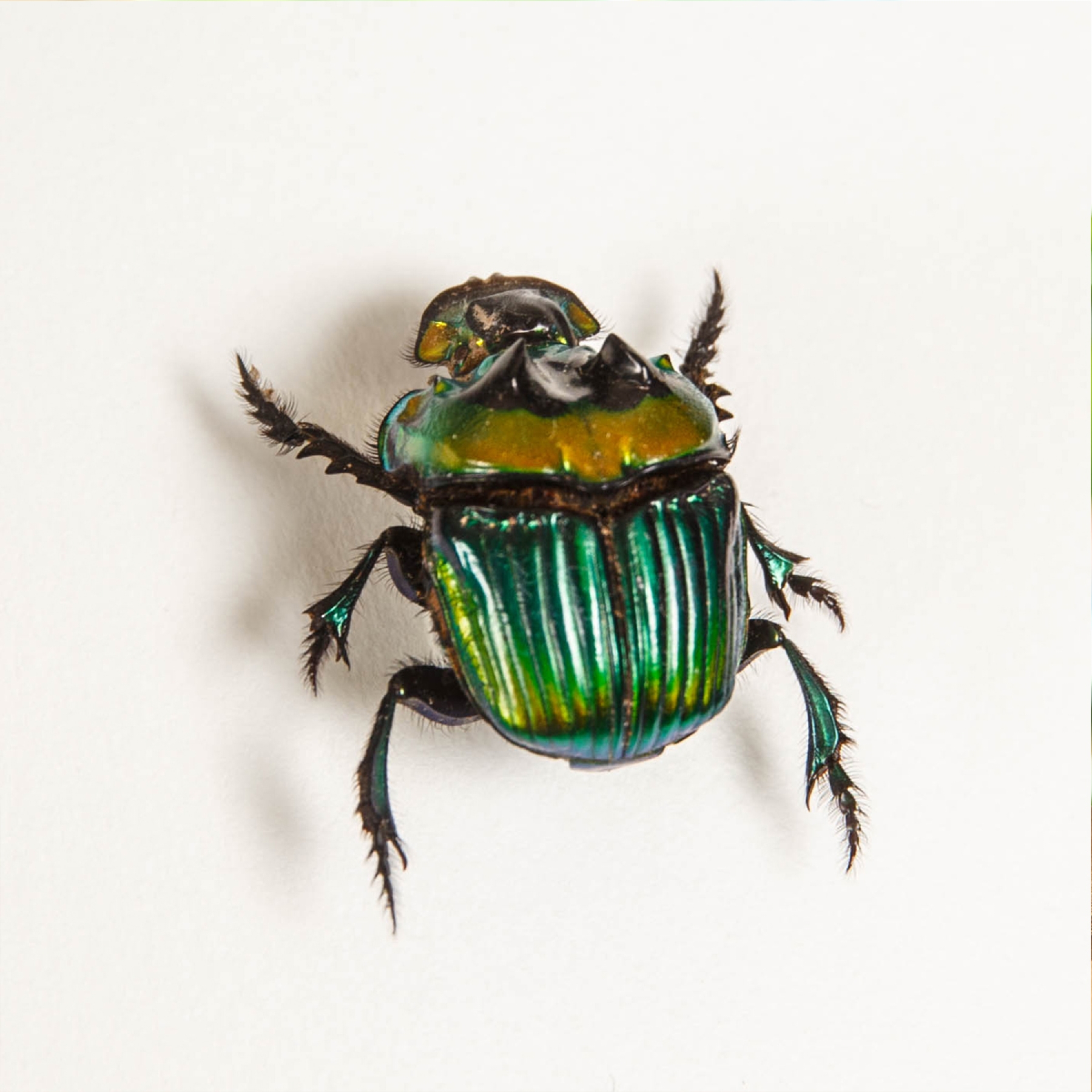 Rainbow Dung Beetle In Box Frame (Phanaeus imperator)
