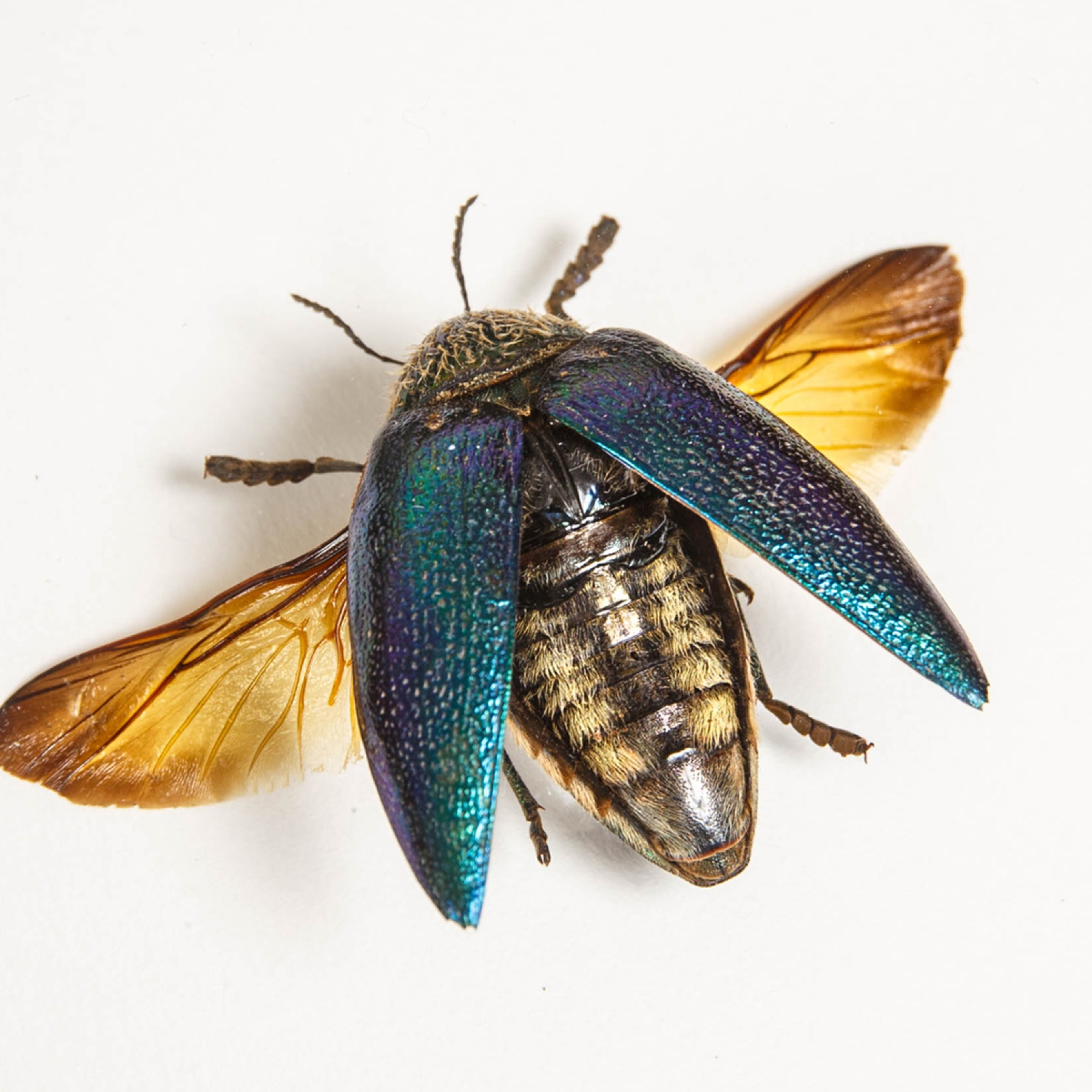 Tanzania Beetle In Box Frame (Sternocera pulchra)