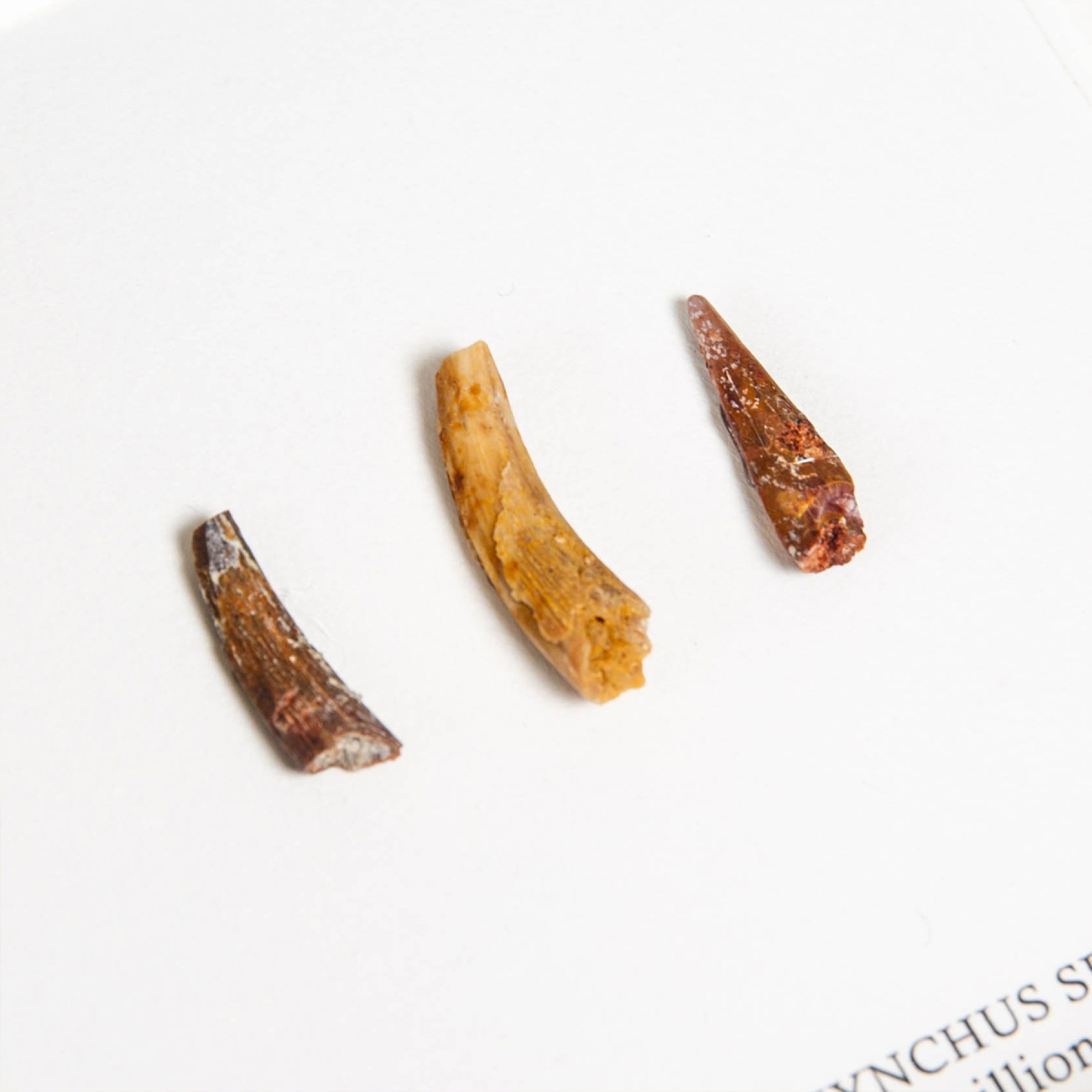 Minibeast Pterosaur Dinosaur Tooth Trio Fossil in Box Frame (Coloborhynchus moroccensis)