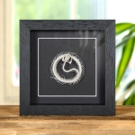 Minibeast White-lipped Pit Viper Skeleton In Box Frame (Trimeresurus albolabris)