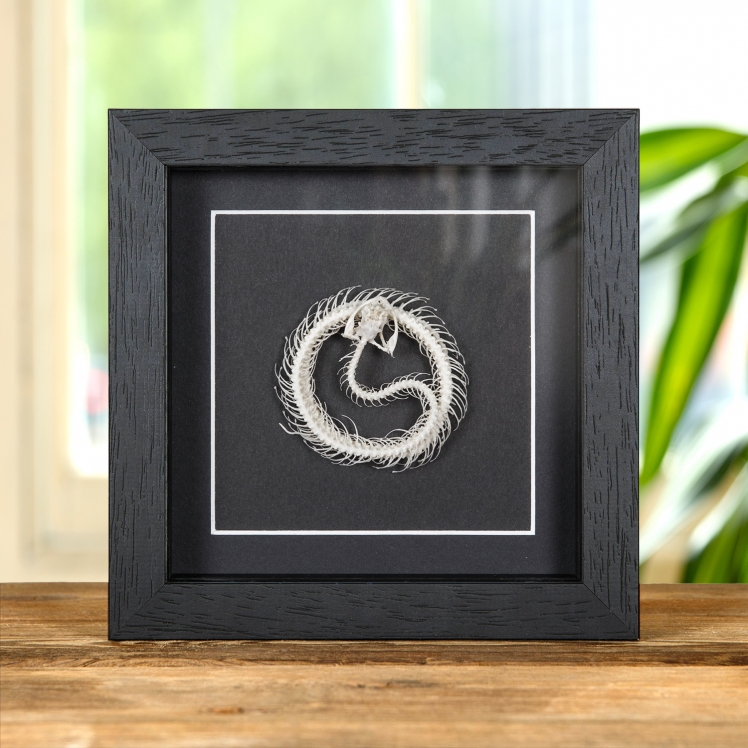 White-lipped Pit Viper Skeleton In Box Frame (Trimeresurus albolabris)