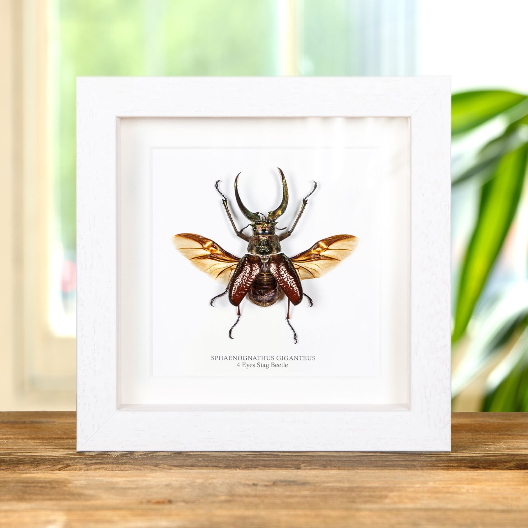 4 Eyes Stag Beetle In Box Frame (Sphaenognathus gigantheus) 4 Eyes Stag Beetle In Box Frame (Sphaenognathus gigantheus)