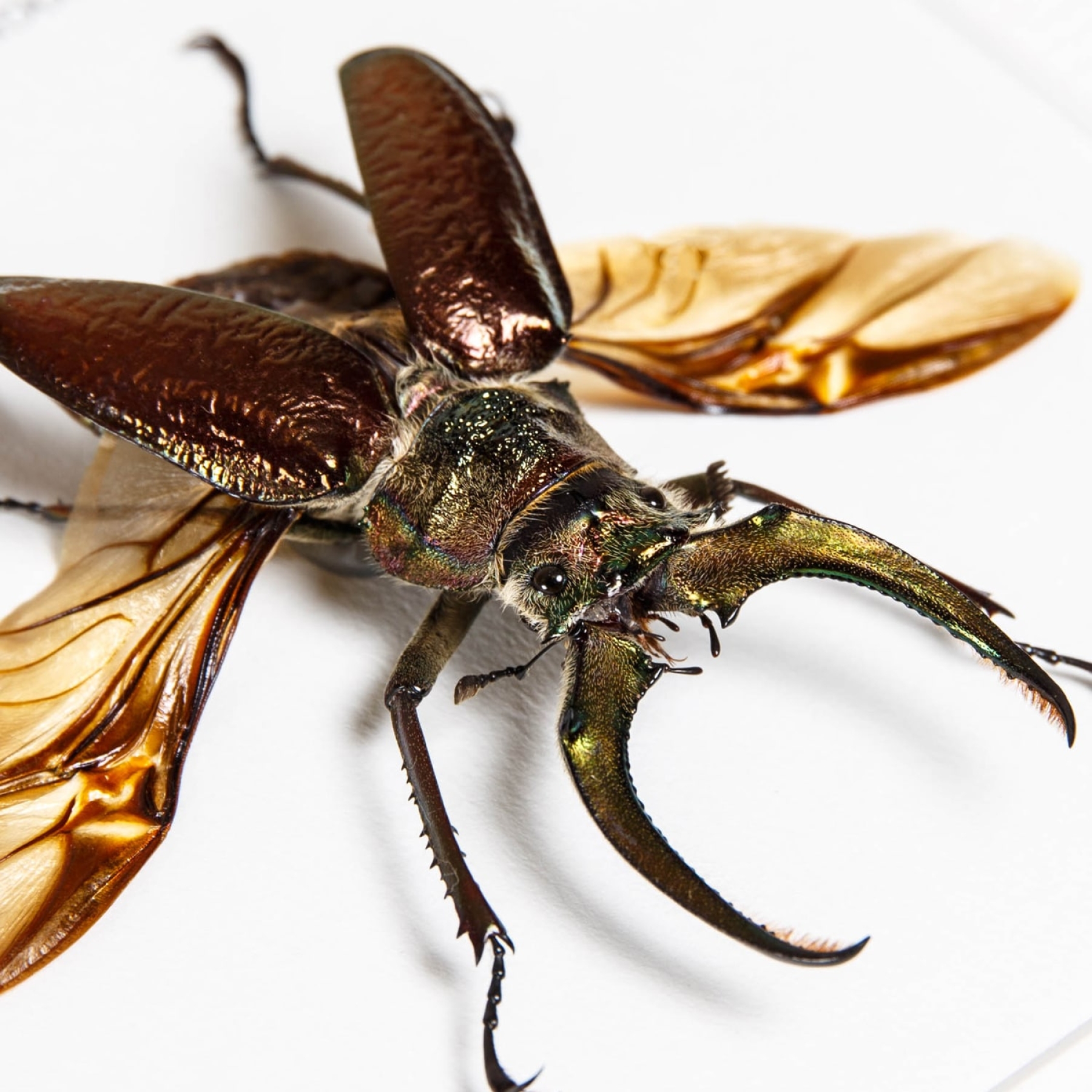 4 Eyes Stag Beetle In Box Frame (Sphaenognathus gigantheus) 4 Eyes Stag Beetle In Box Frame (Sphaenognathus gigantheus)