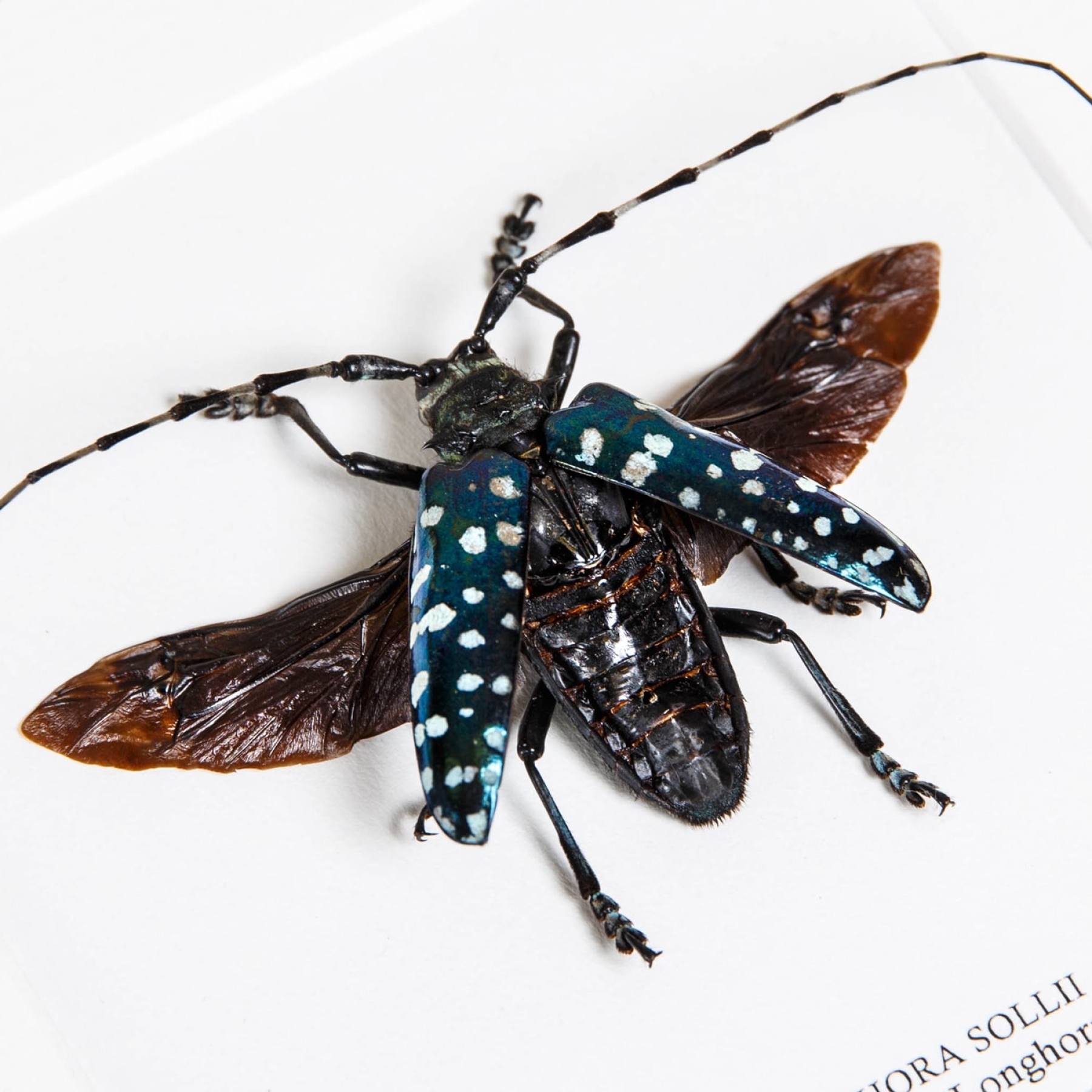 Green Spotted Longhorn In Box Frame (Anoplophora sollii) Minibeast Green Spotted Longhorn In Box Frame (Anoplophora sollii)