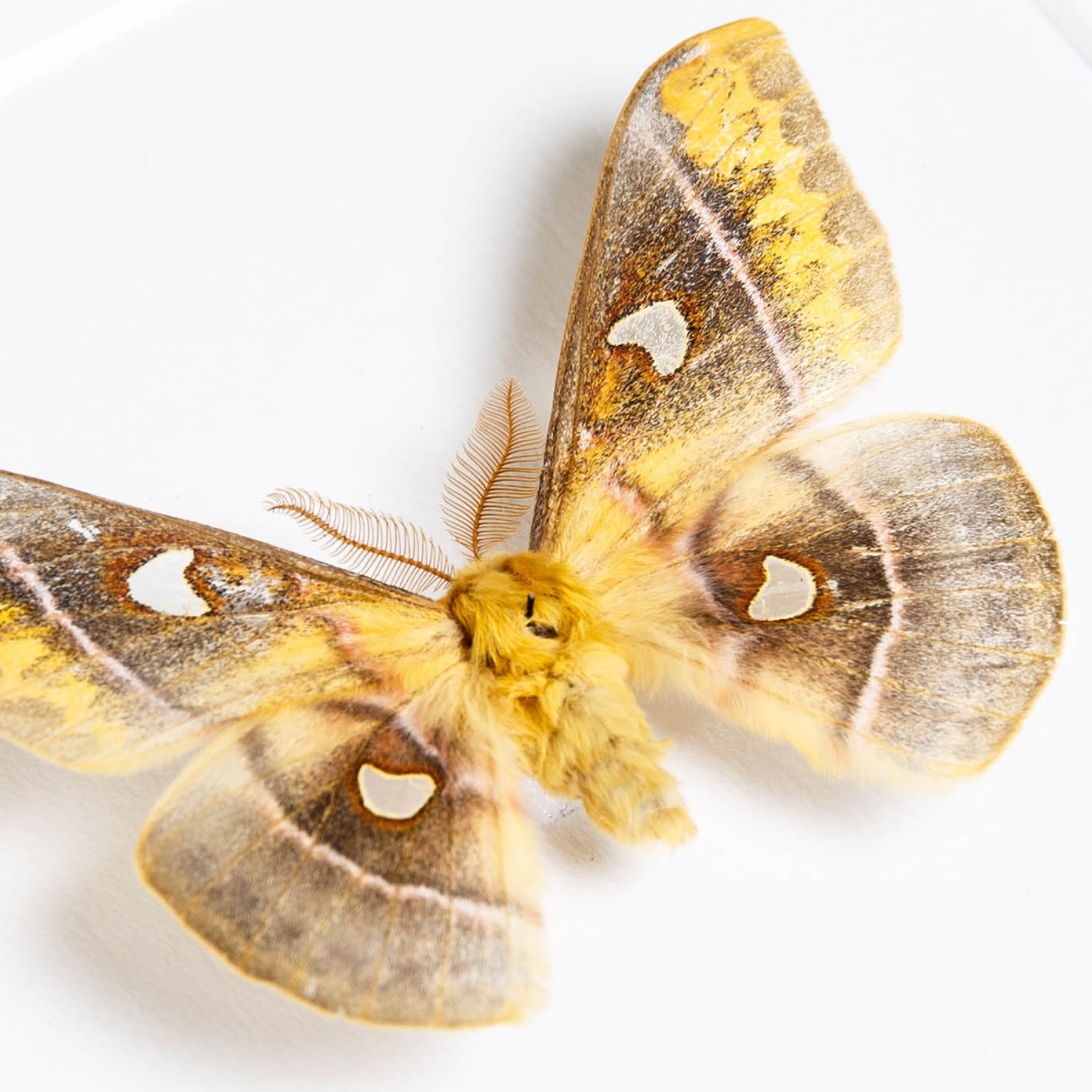 Minibeast Rusty Emperor Moth In Box Frame (Rhodinia jankowskiiin)