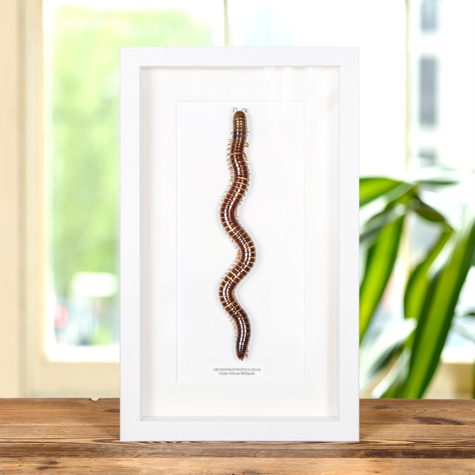 Giant African Millipede In Box Frame (Archispirostreptus gigas)