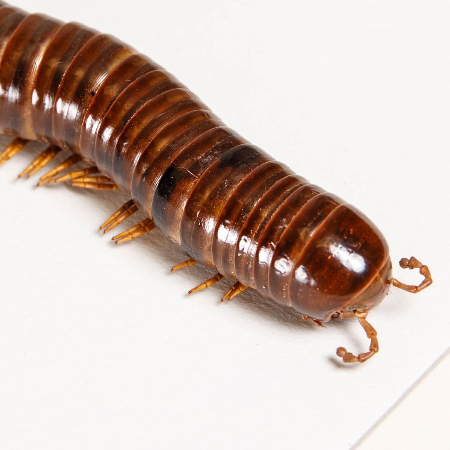 Giant African Millipede In Box Frame (Archispirostreptus gigas)