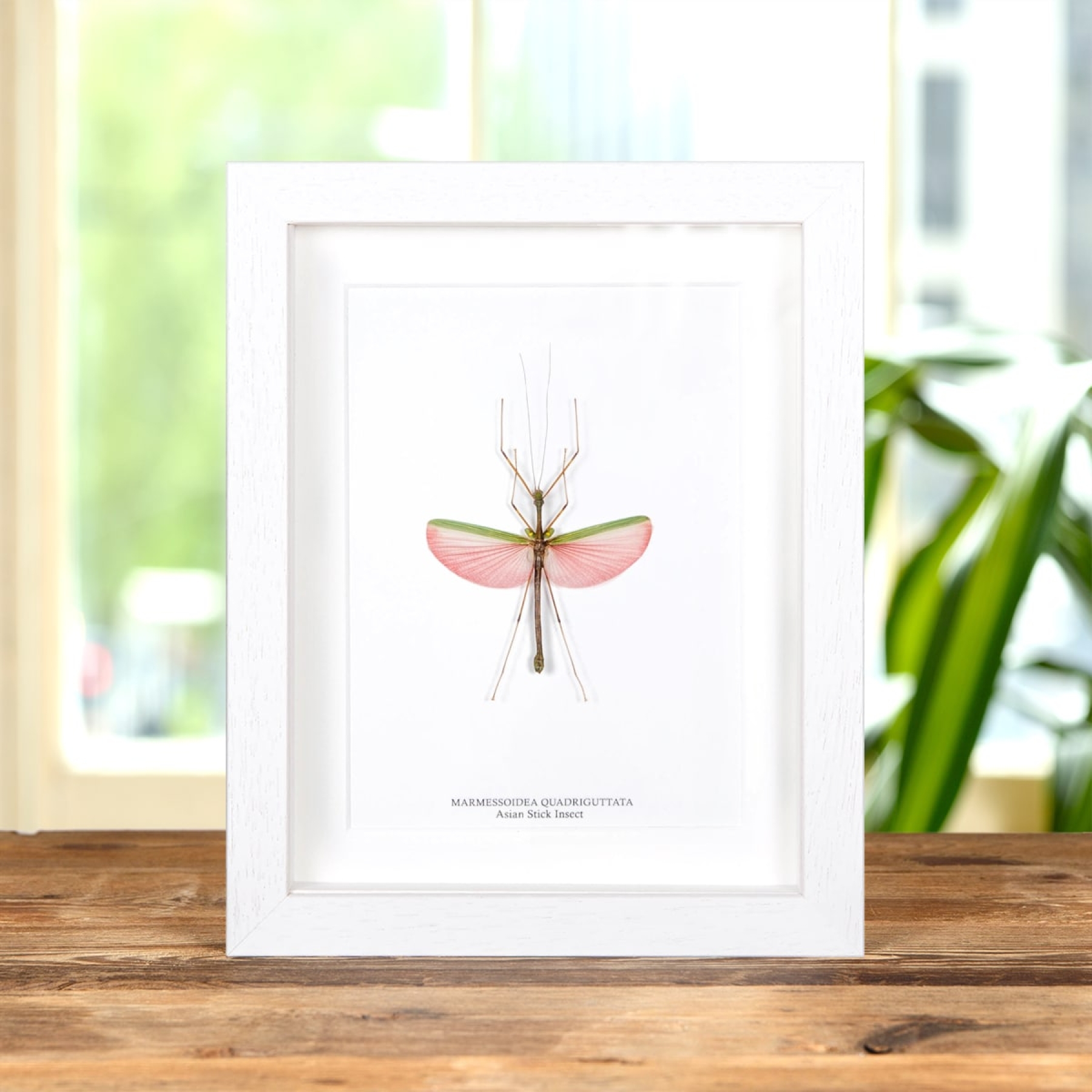Minibeast Pink Asian Stick Insect In Box Frame (Marmessoidea quadriguttata)