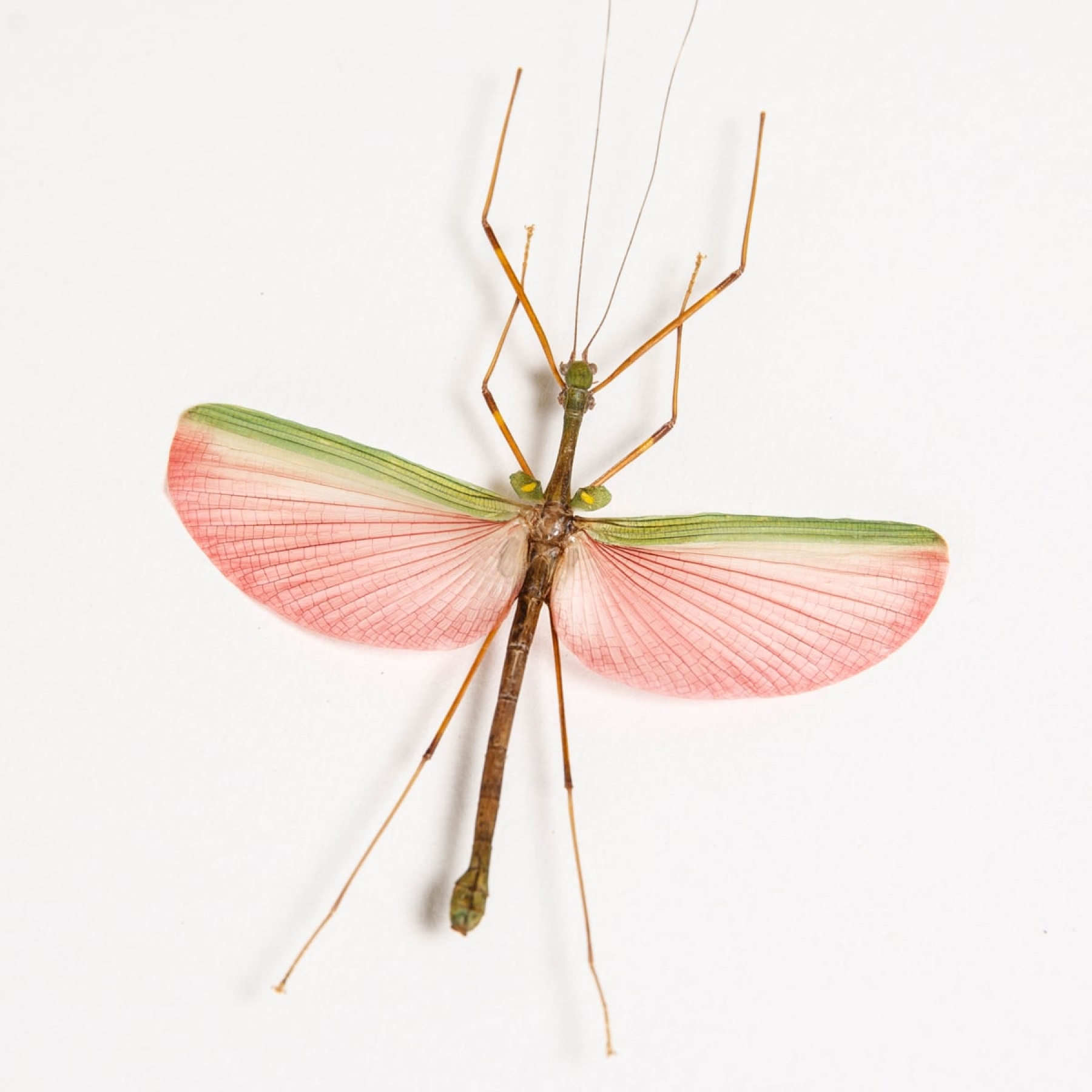 Minibeast Pink Asian Stick Insect In Box Frame (Marmessoidea quadriguttata)