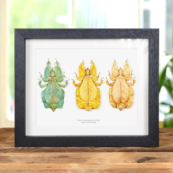 Gray's Leaf Insect Trio In Box Frame (Phyllium bioculatum)