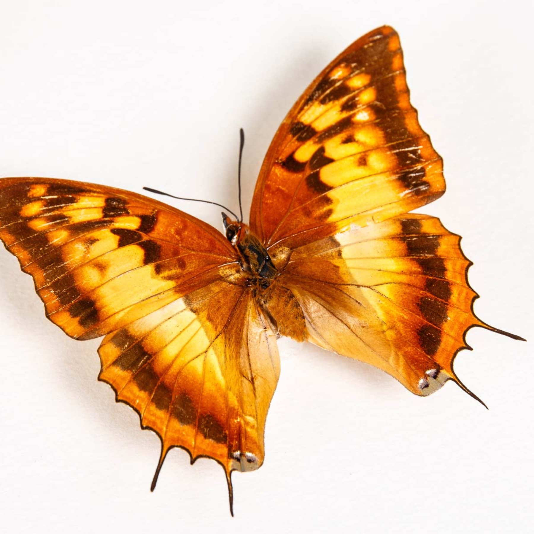 Silver-striped Charaxes Butterfly Male & Female Pair In Box Frame (Charaxes lasti)