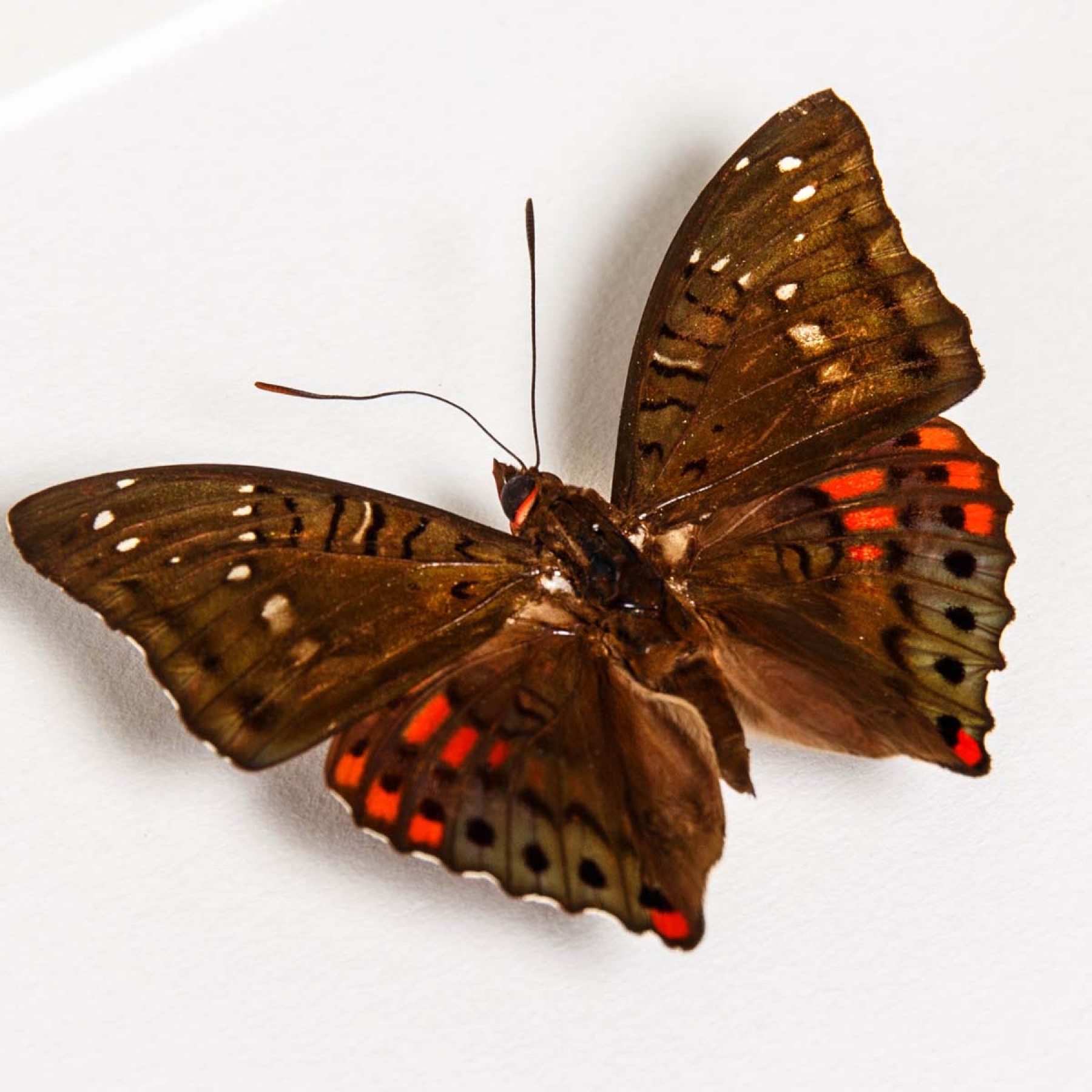 Minibeast Green Baron Butterfly Male & Female Pair In Box Frame (Euthalia adonia)
