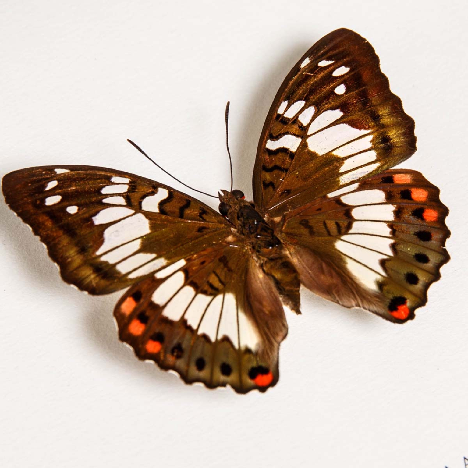 Minibeast Green Baron Butterfly Male & Female Pair In Box Frame (Euthalia adonia)