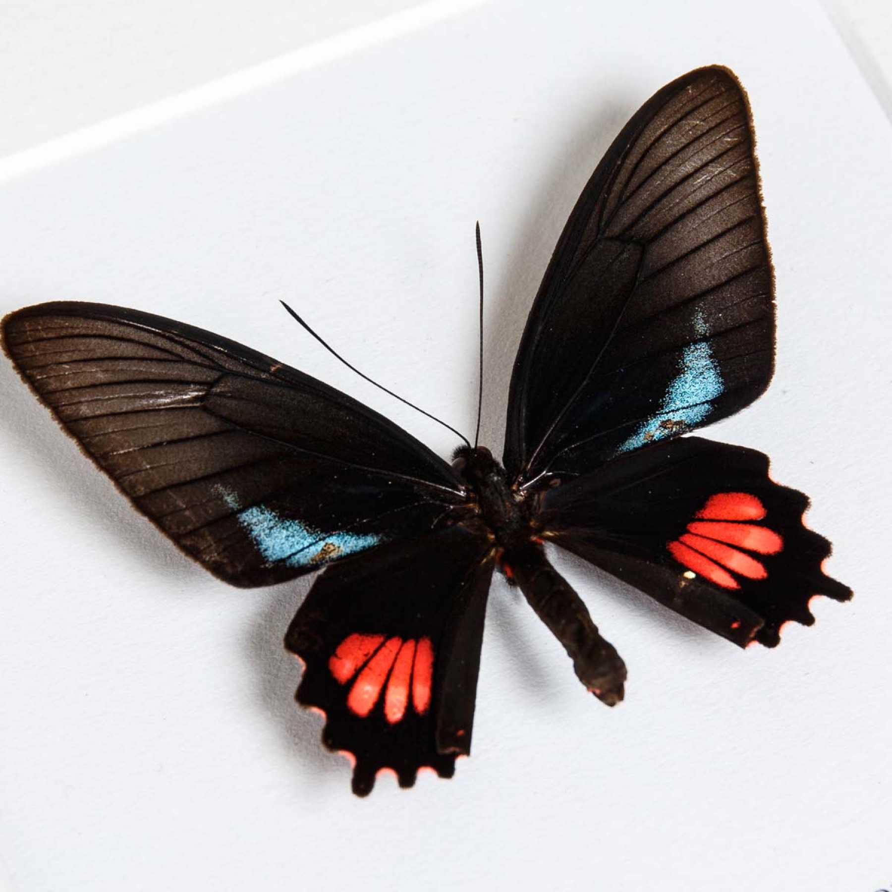 Lysander Cattleheart In Box Frame (Parides lysander brissonius)