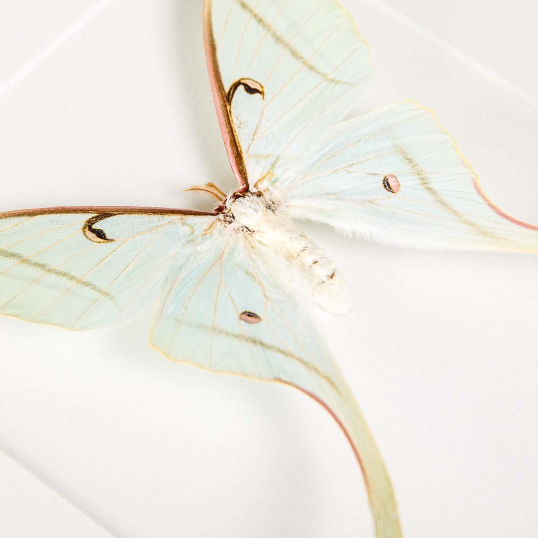 Female Spirit Moth In Box Frame (Actias rhodopneuma)
