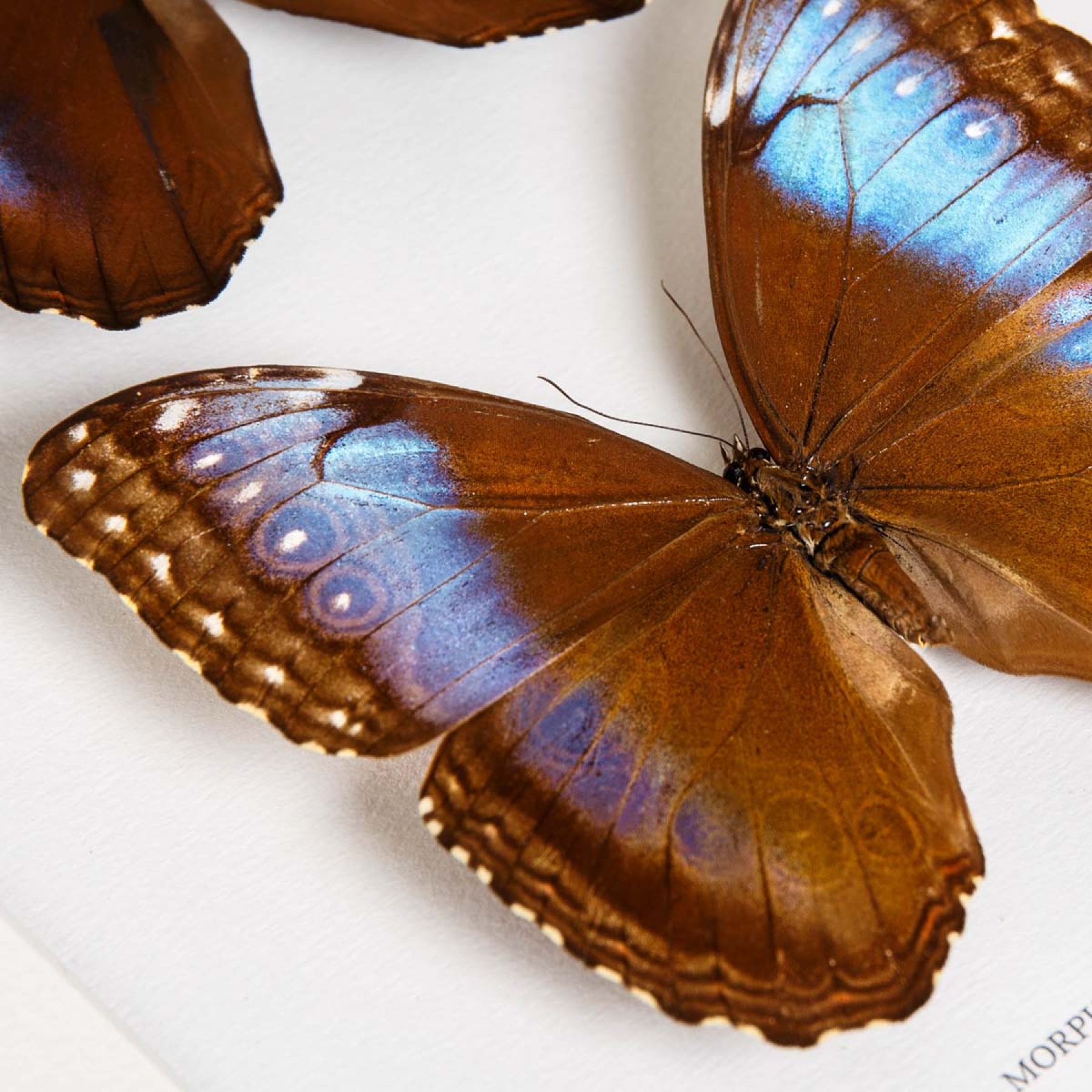Minibeast Blue Morpho Male & Female Pair In Box Frame (Morpho helenor marinita)