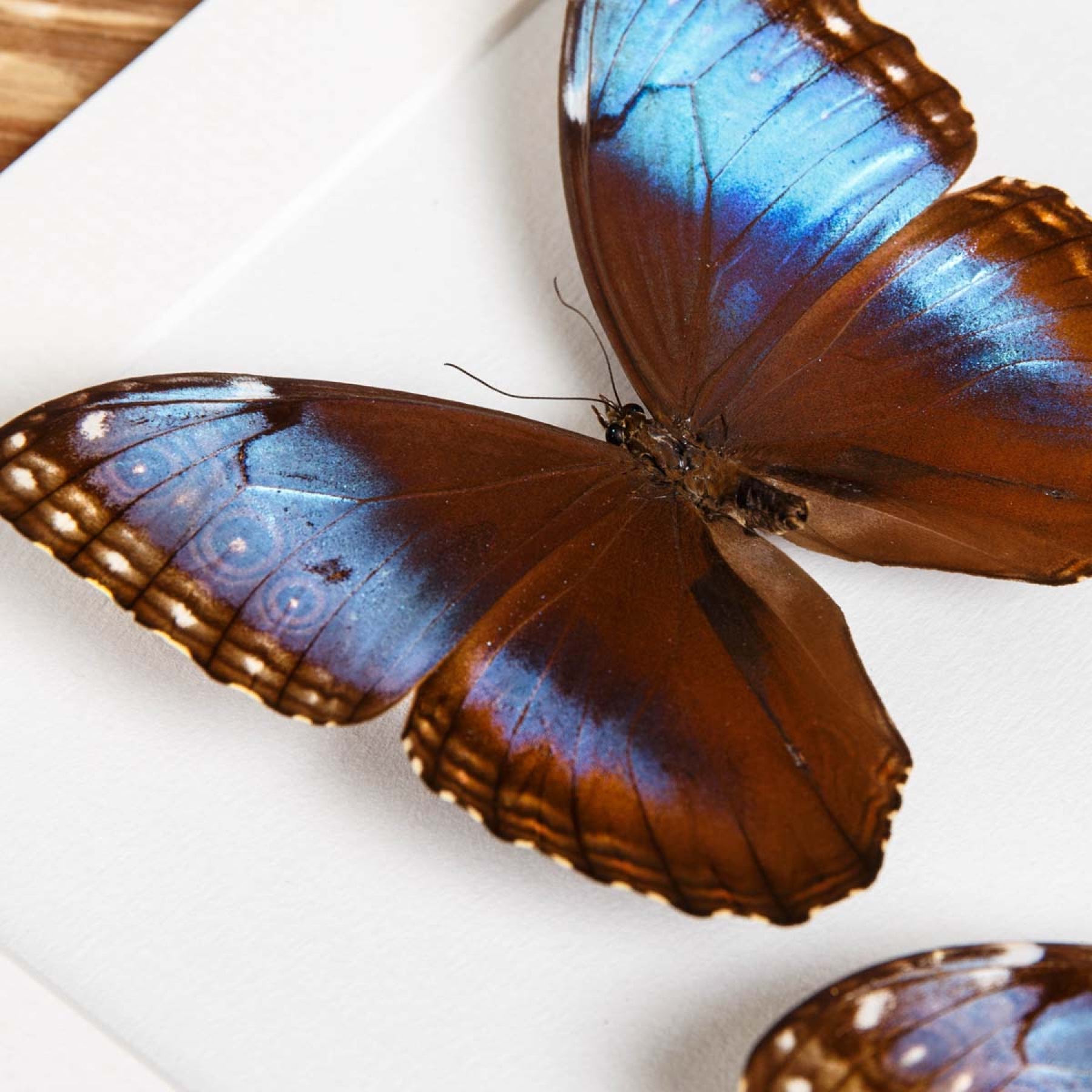 Minibeast Blue Morpho Male & Female Pair In Box Frame (Morpho helenor marinita)