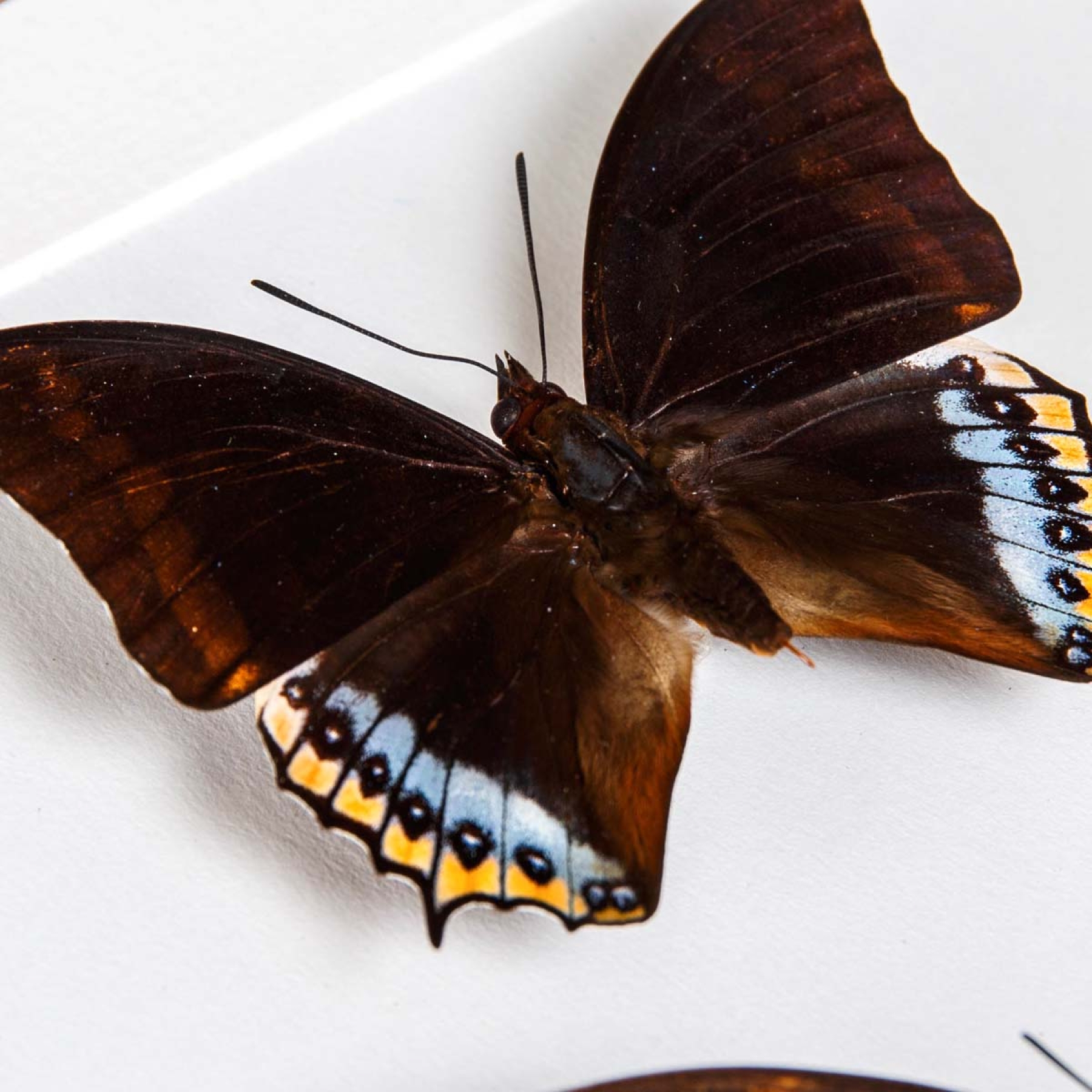 Charaxes eurialus Butterfly Male & Female Pair In Box Frame From Ambon Island