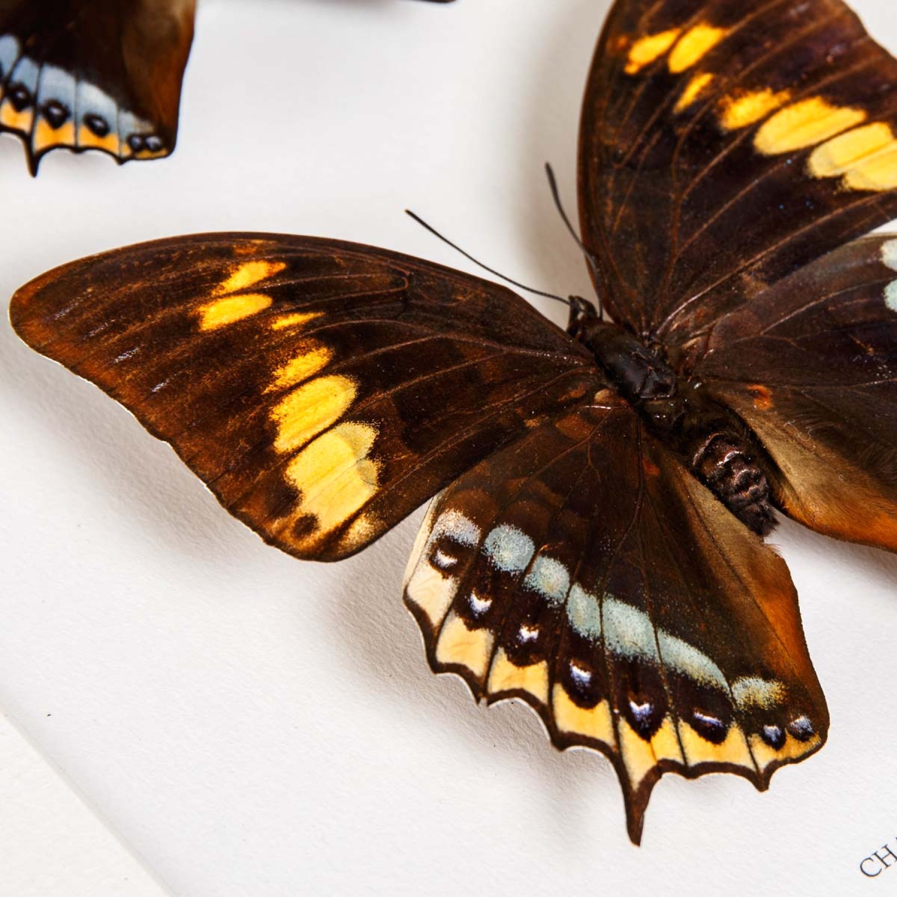Charaxes eurialus Butterfly Male & Female Pair In Box Frame From Ambon Island