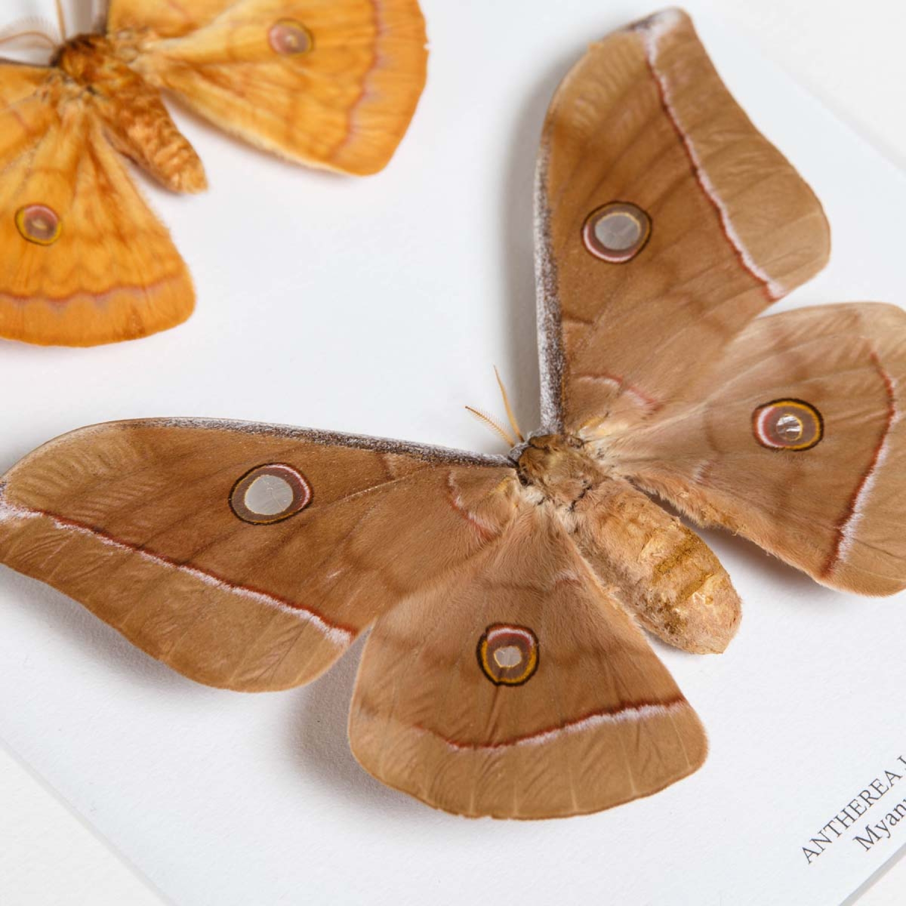 Antherea jana Moth Male & Female Pair in Box Frame From Myanmar