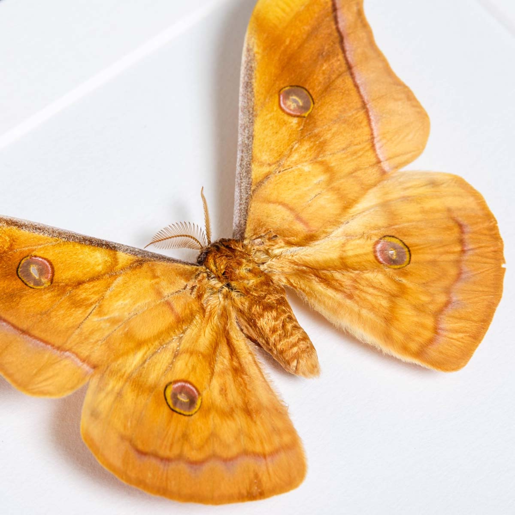 Antherea jana Moth Male & Female Pair in Box Frame From Myanmar