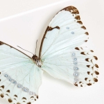 Epistrophus Morpho In Box Frame (Morpho epistrophus)