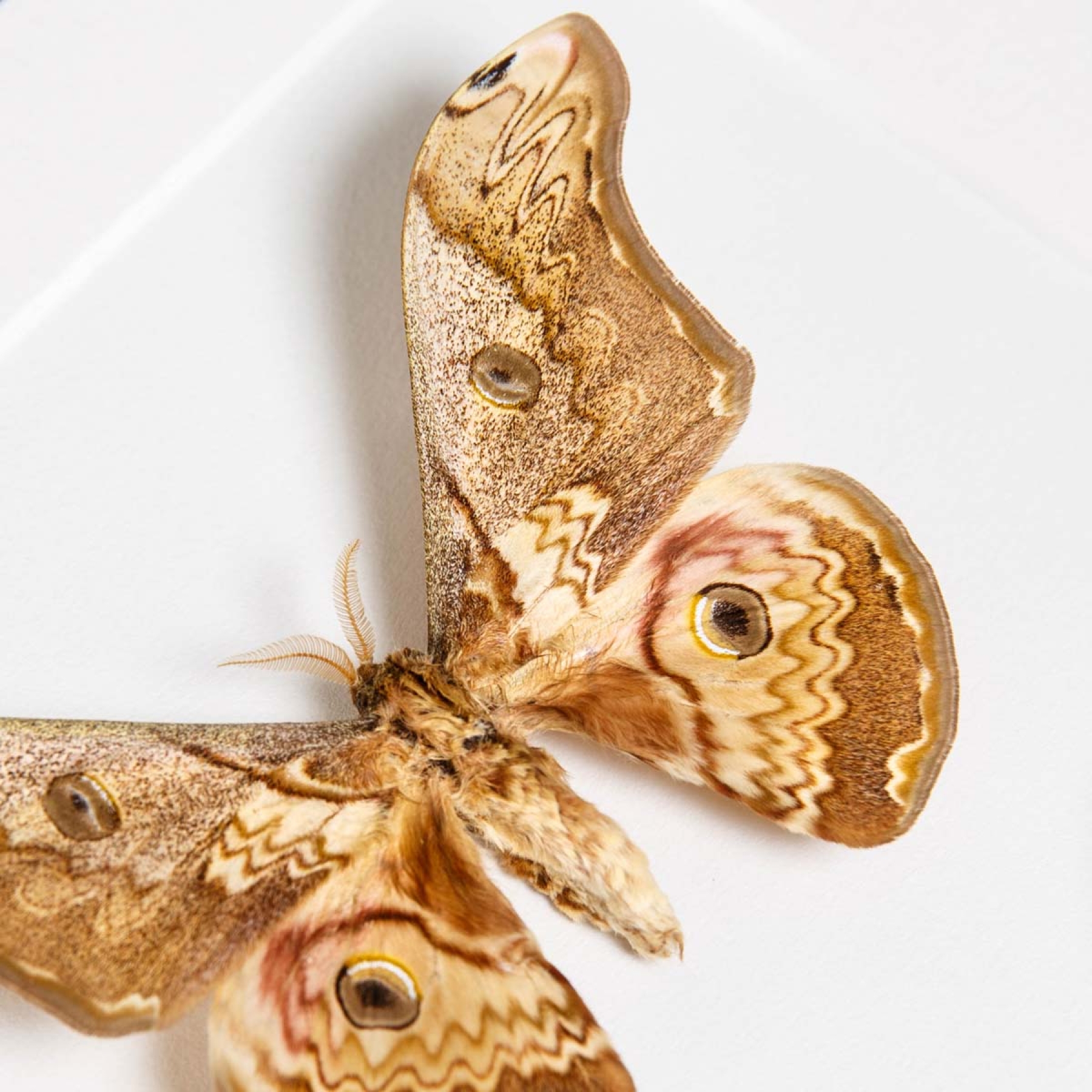 Male & Female Caligula Silkmoth In Box Frame (Caligula saturnia thibeta)