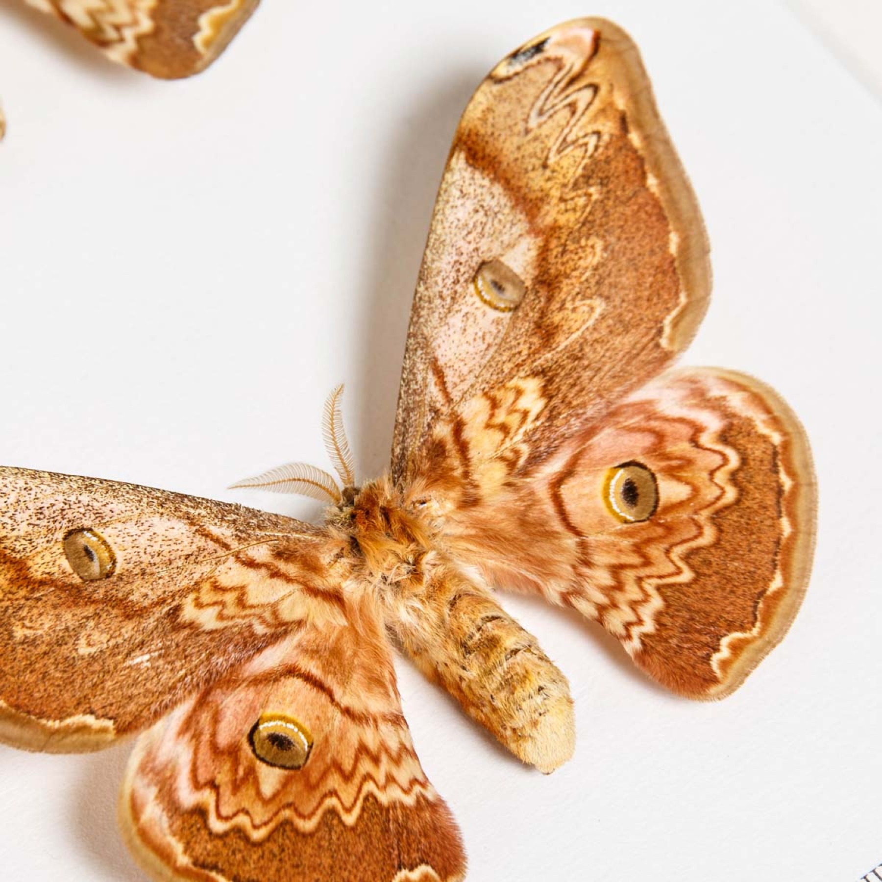 Male & Female Caligula Silkmoth In Box Frame (Caligula saturnia thibeta)