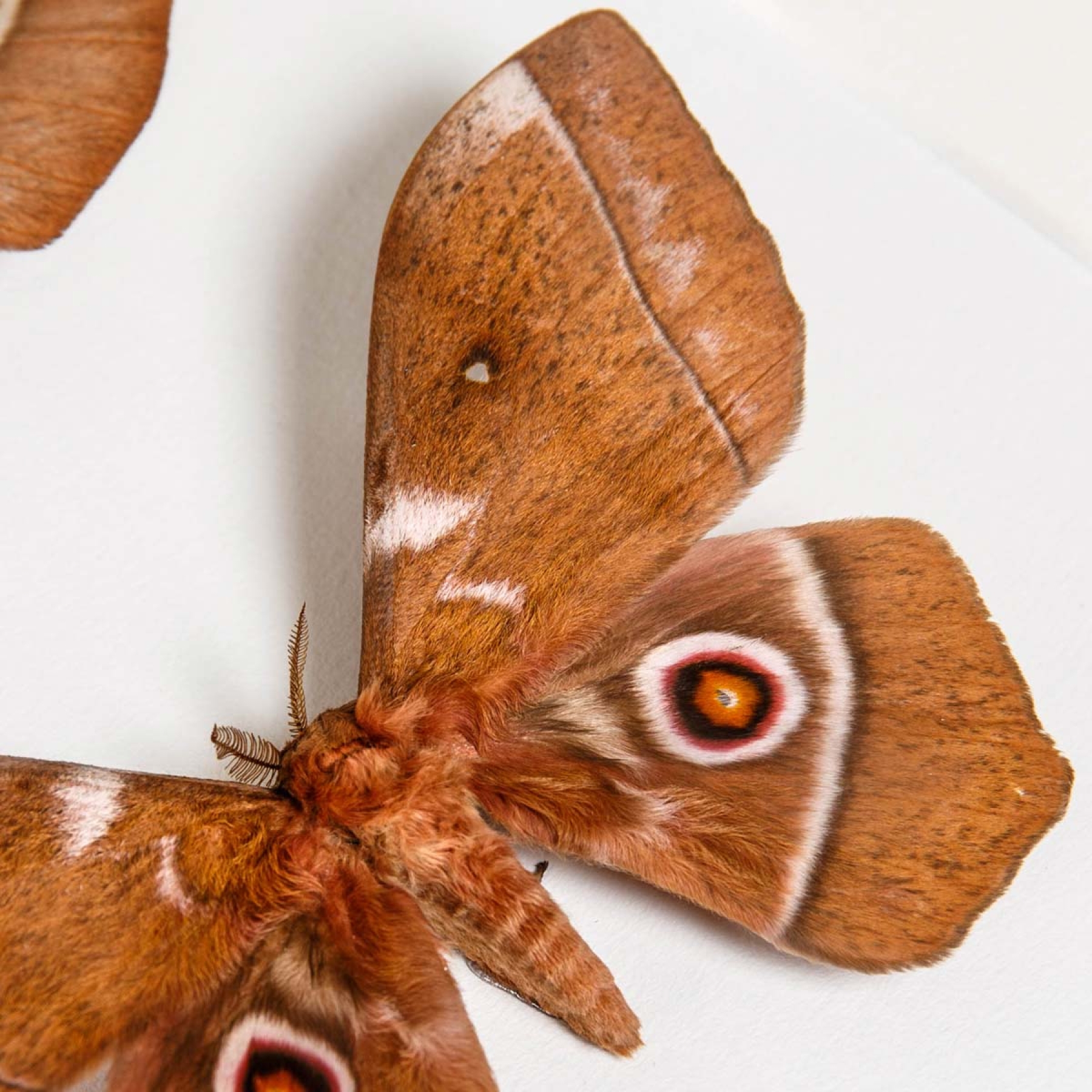 Imbrasia ertli In Box Frame from Malawi Imbrasia ertli In Box Frame from Malawi