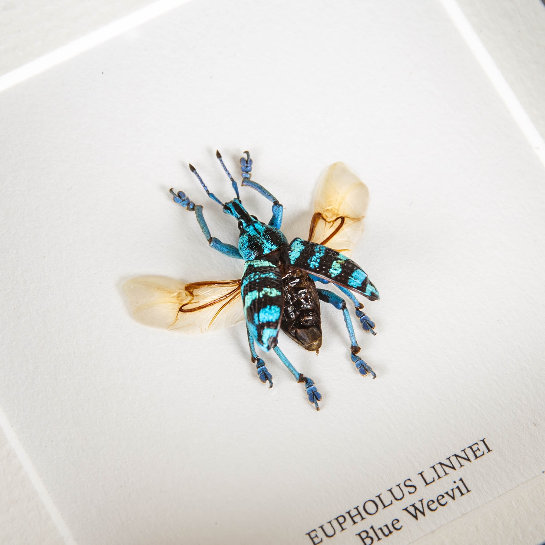 Minibeast Blue Weevil In Box Frame (Eupholus linnei)