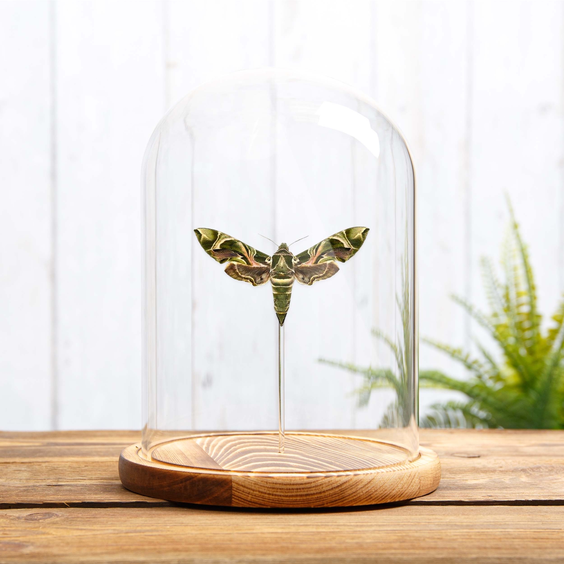 Army Green Moth In Glass Dome (Daphnis nerii)