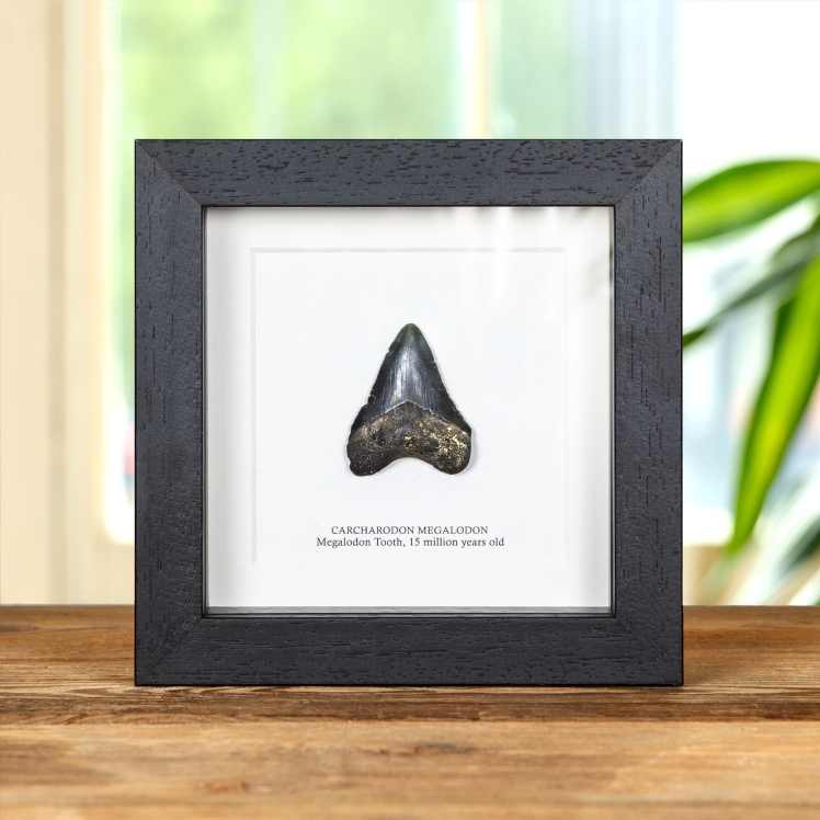 2 Inch Black Megalodon Shark Tooth Fossil Frame (Carcharodon megalodon) 2 Inch Black Megalodon Shark Tooth Fossil Frame (Carcharodon megalodon)