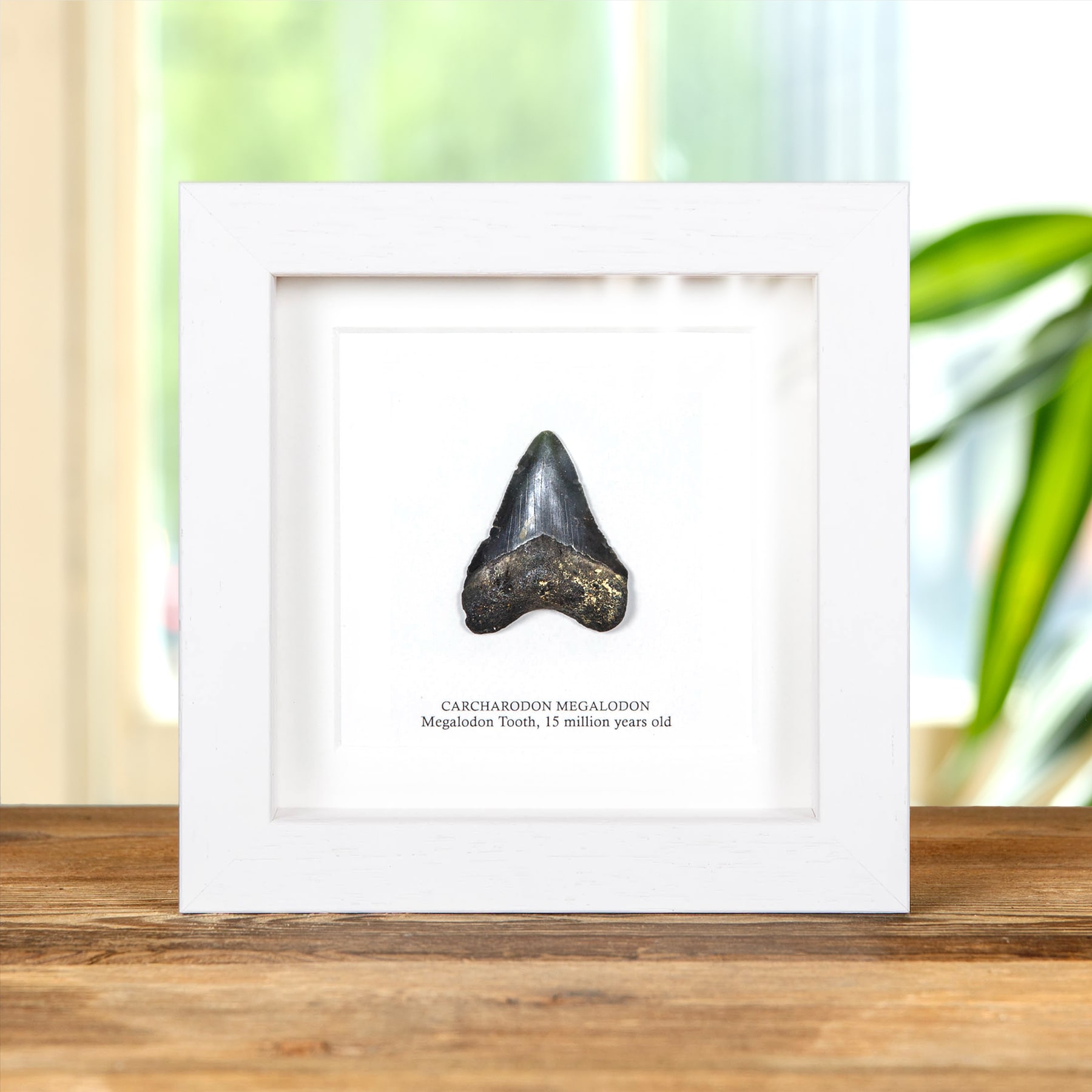 2 Inch Black Megalodon Shark Tooth Fossil Frame (Carcharodon megalodon)