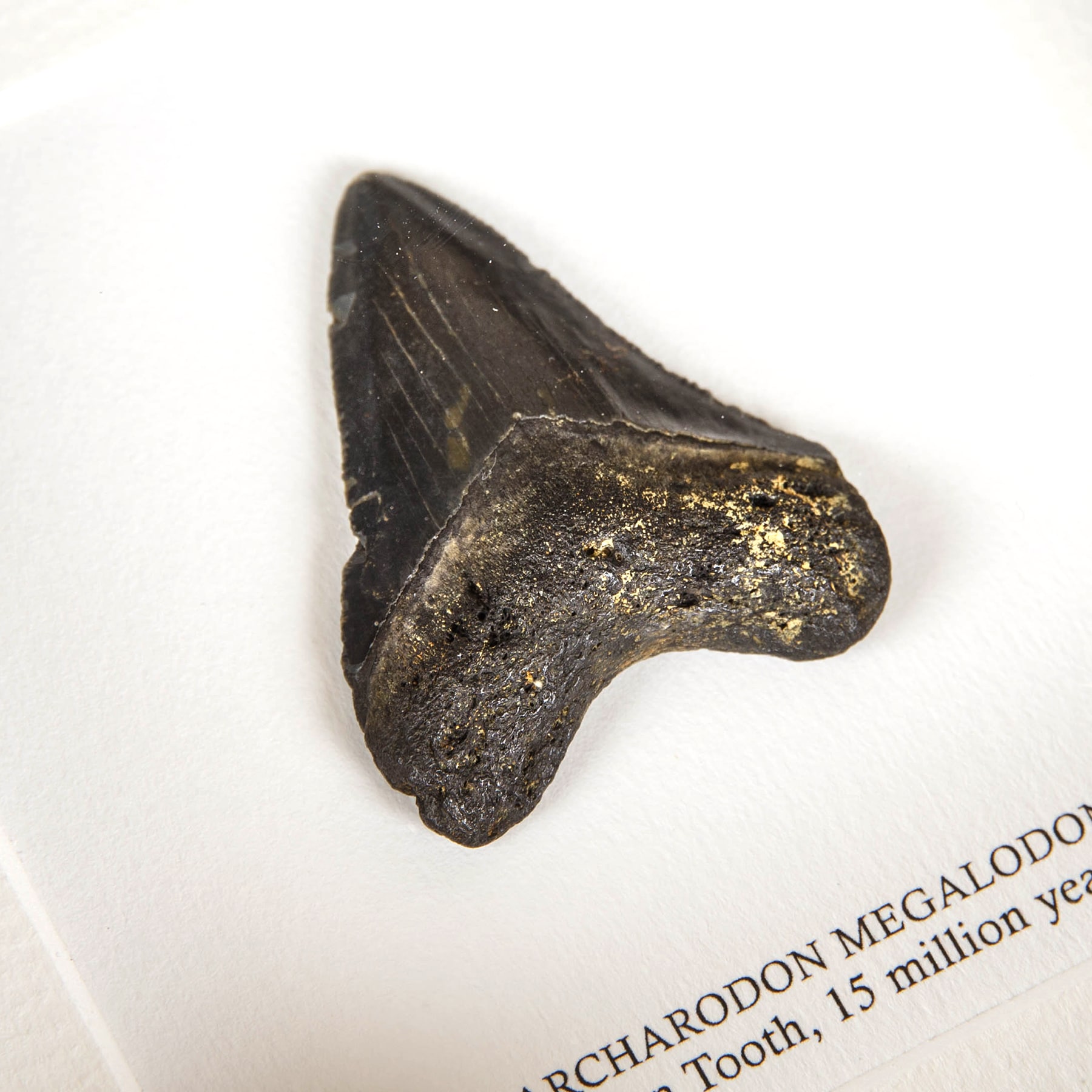 2 Inch Black Megalodon Shark Tooth Fossil Frame (Carcharodon megalodon)